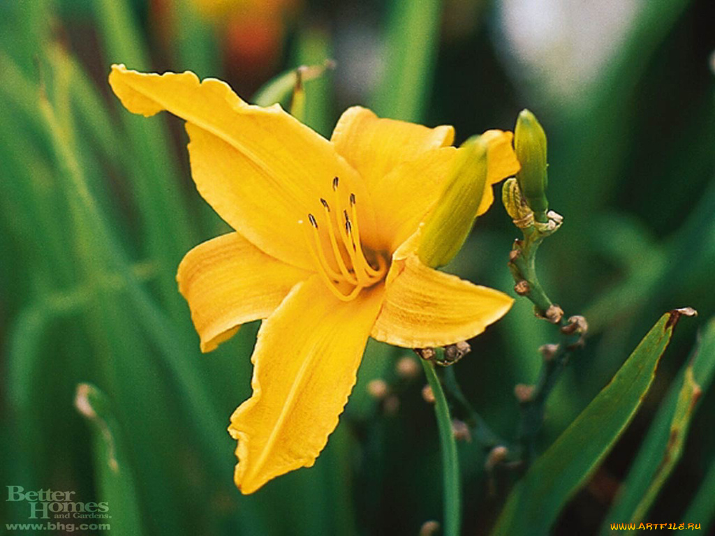 цветы, лилии, лилейники