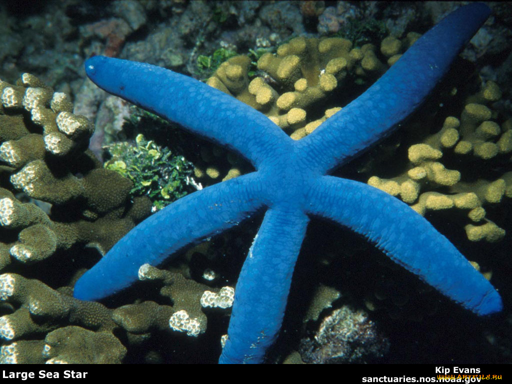 животные, морские, звёзды