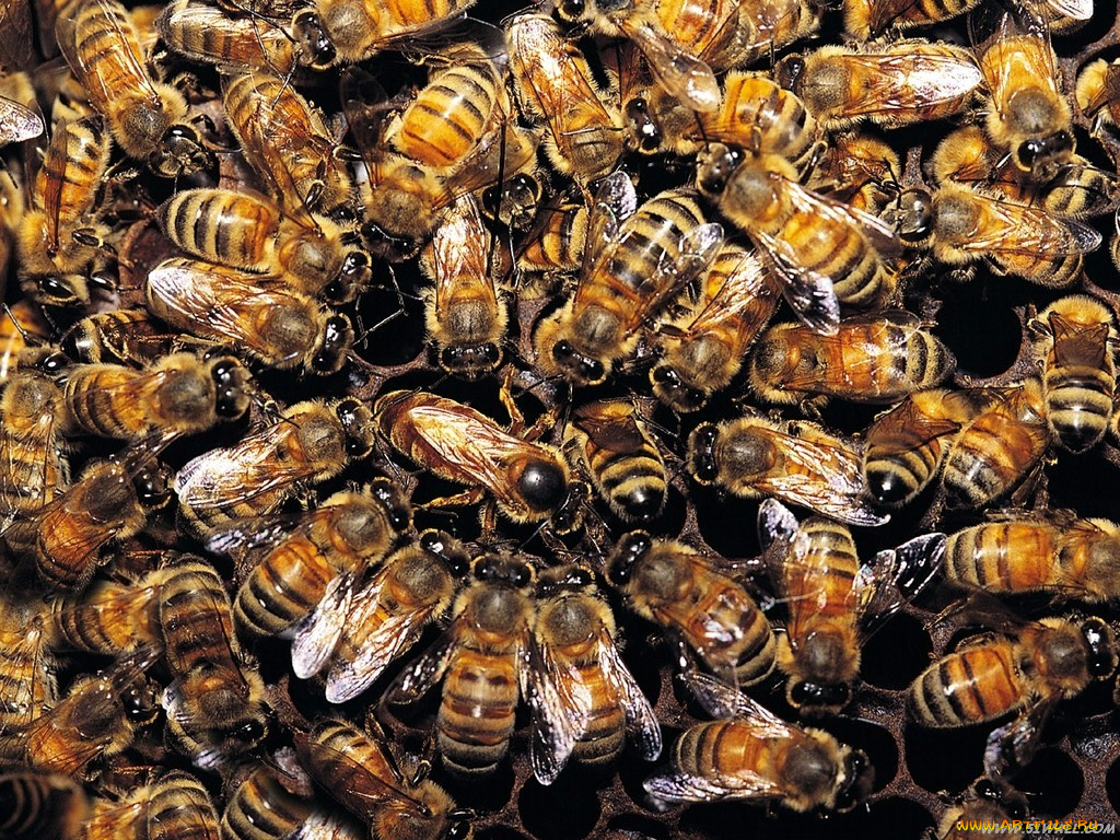 животные, пчелы, осы, шмели