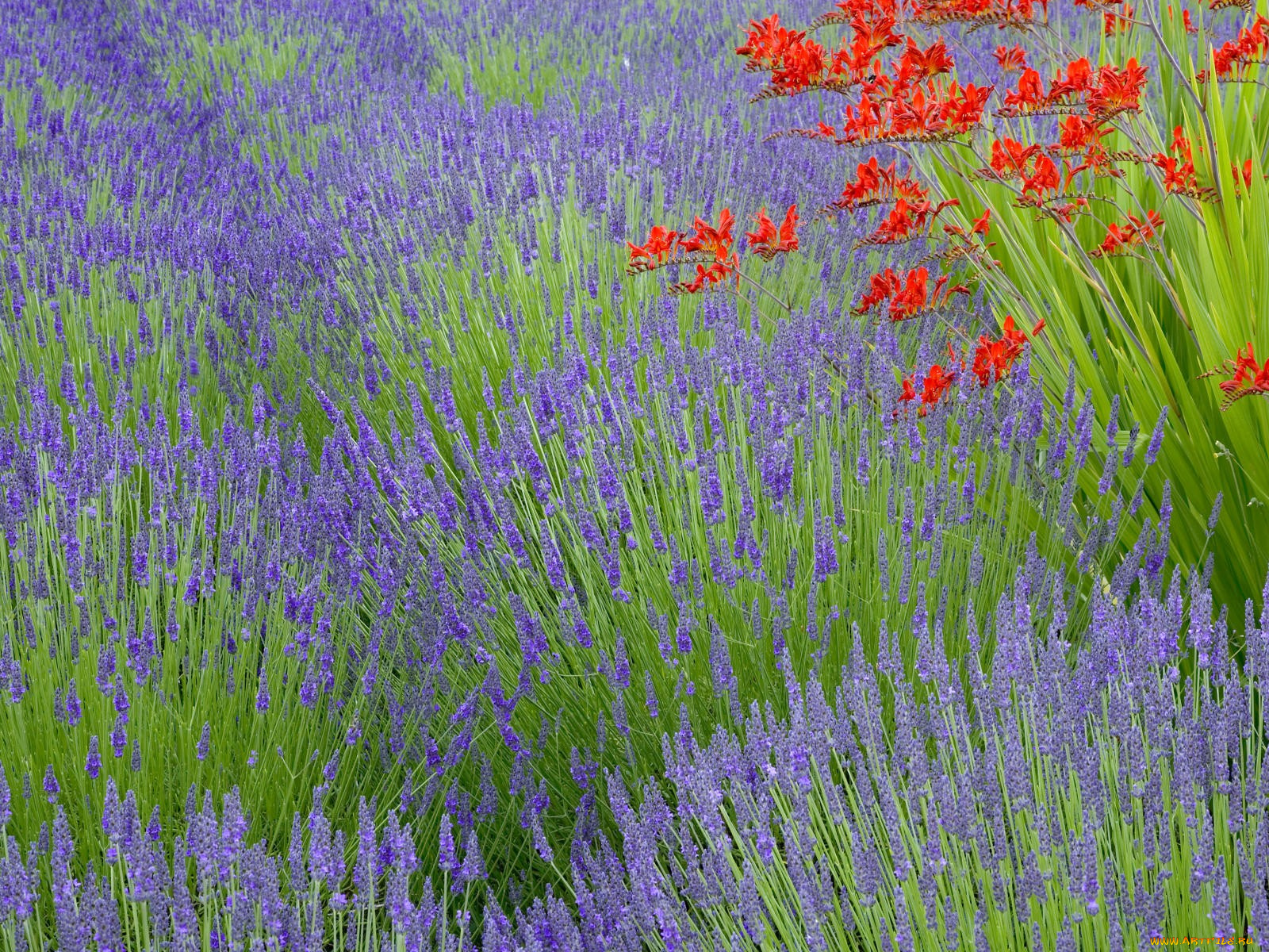 lavender, and, crocosmia, bainbridge, island, washington, цветы, лаванда