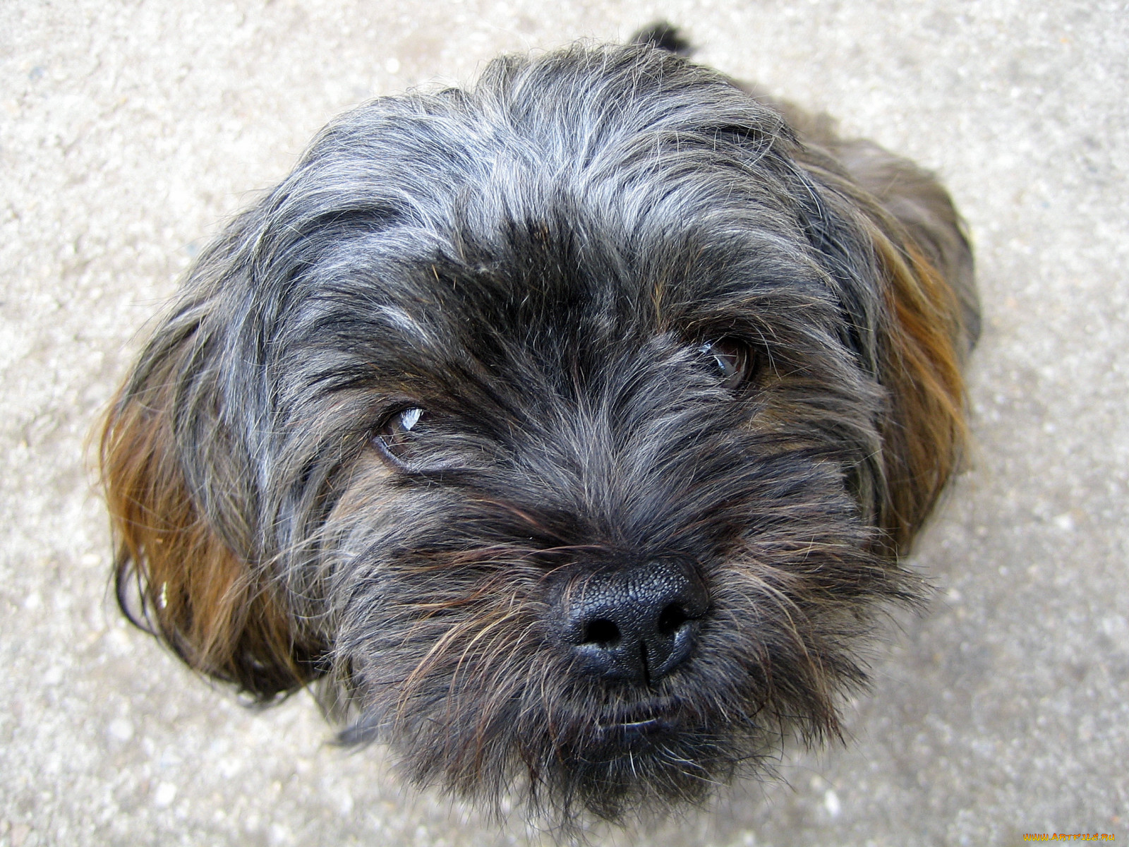 животные, собаки