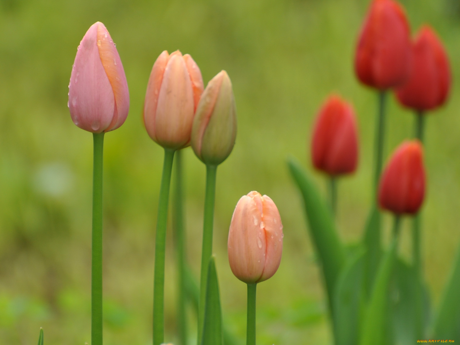 цветы, тюльпаны