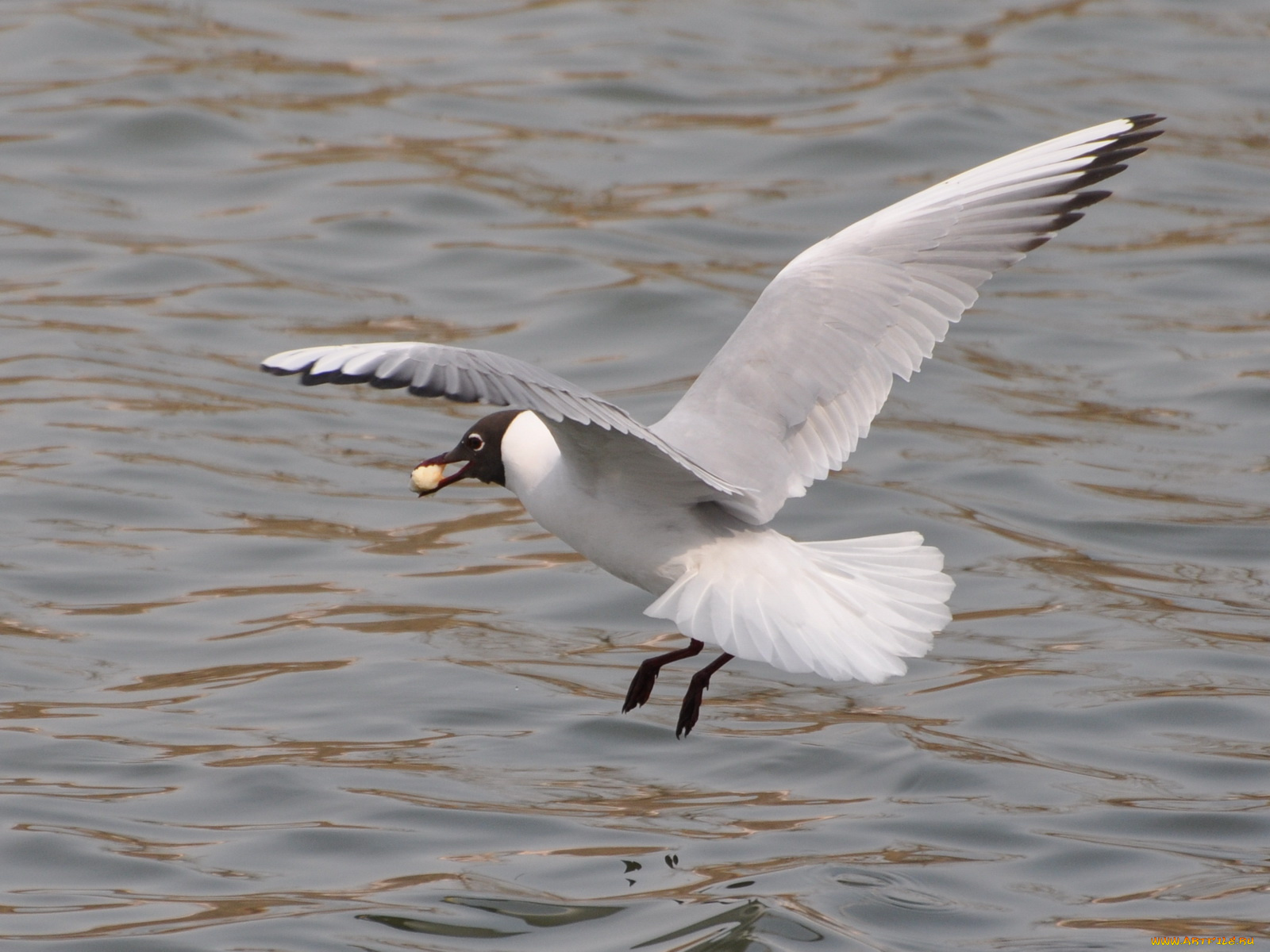 животные, Чайки, бакланы, крачки