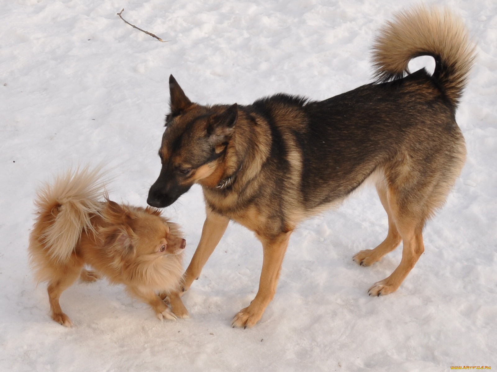 животные, собаки