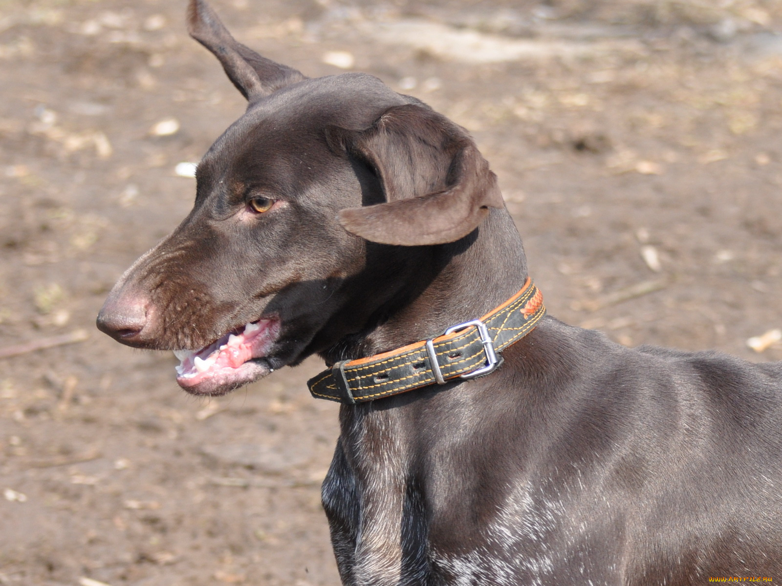 животные, собаки