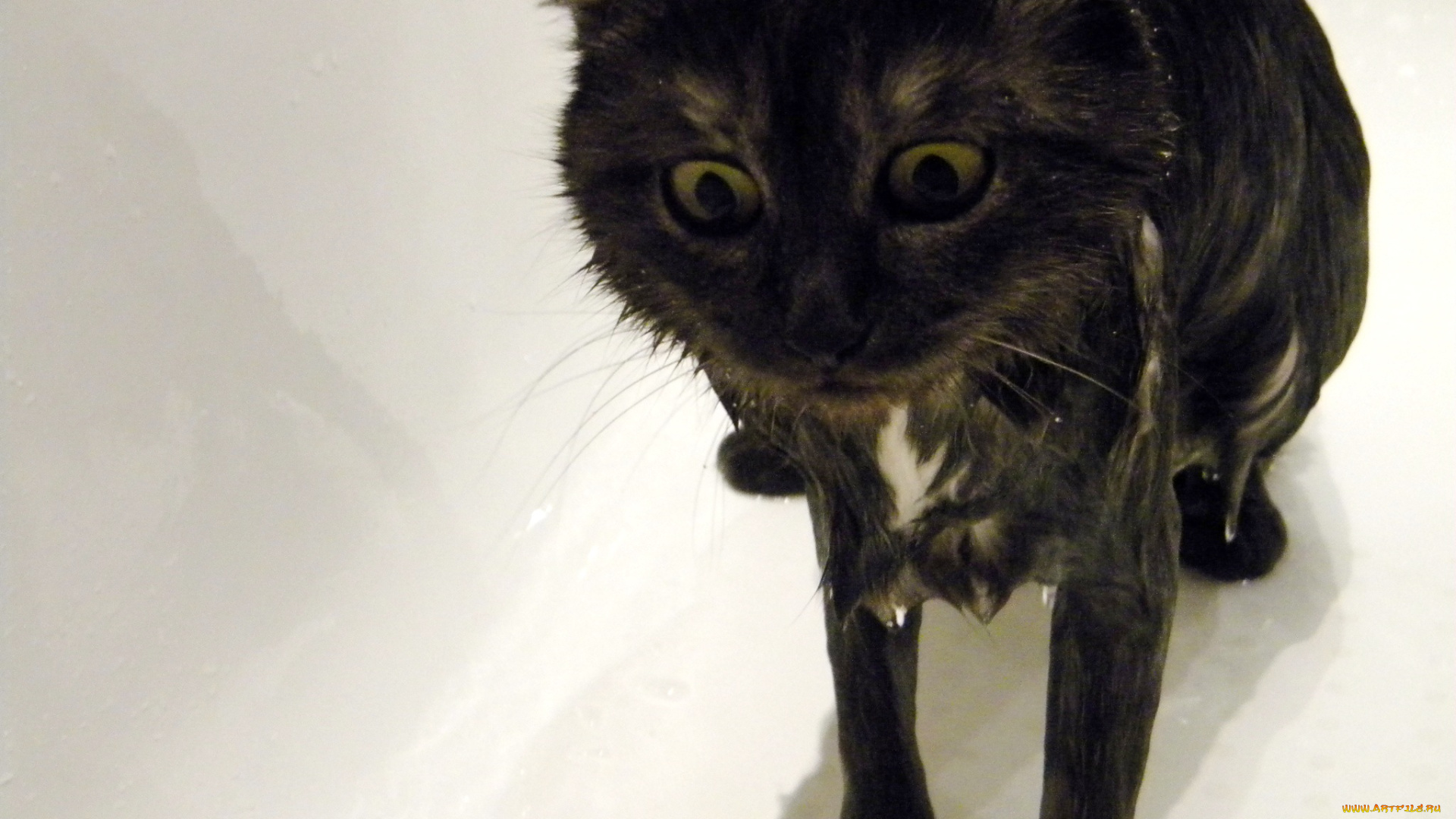 масяня, животные, коты