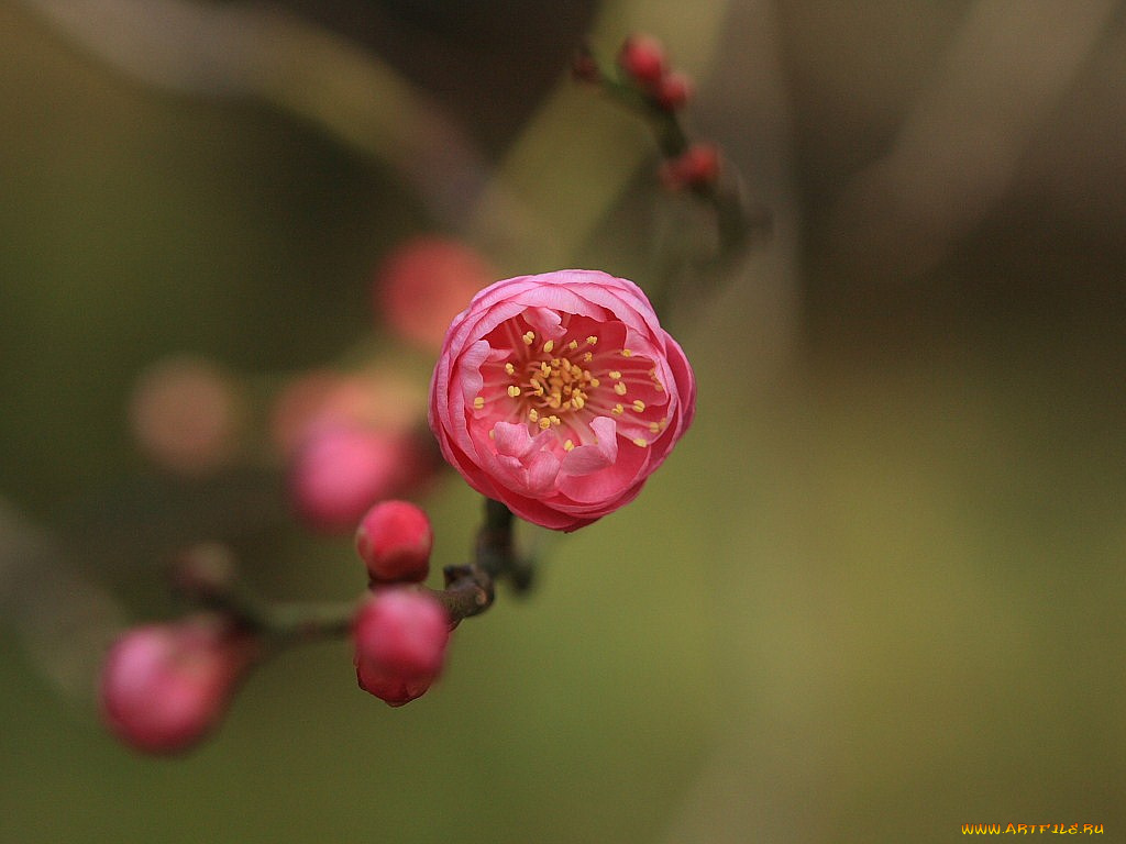 цветы, цветущие, деревья, кустарники
