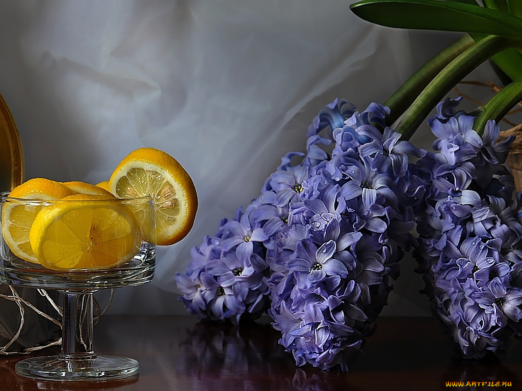цветы, гиацинты