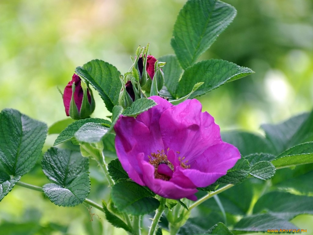 цветы, шиповник