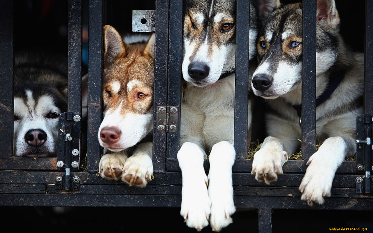 животные, собаки