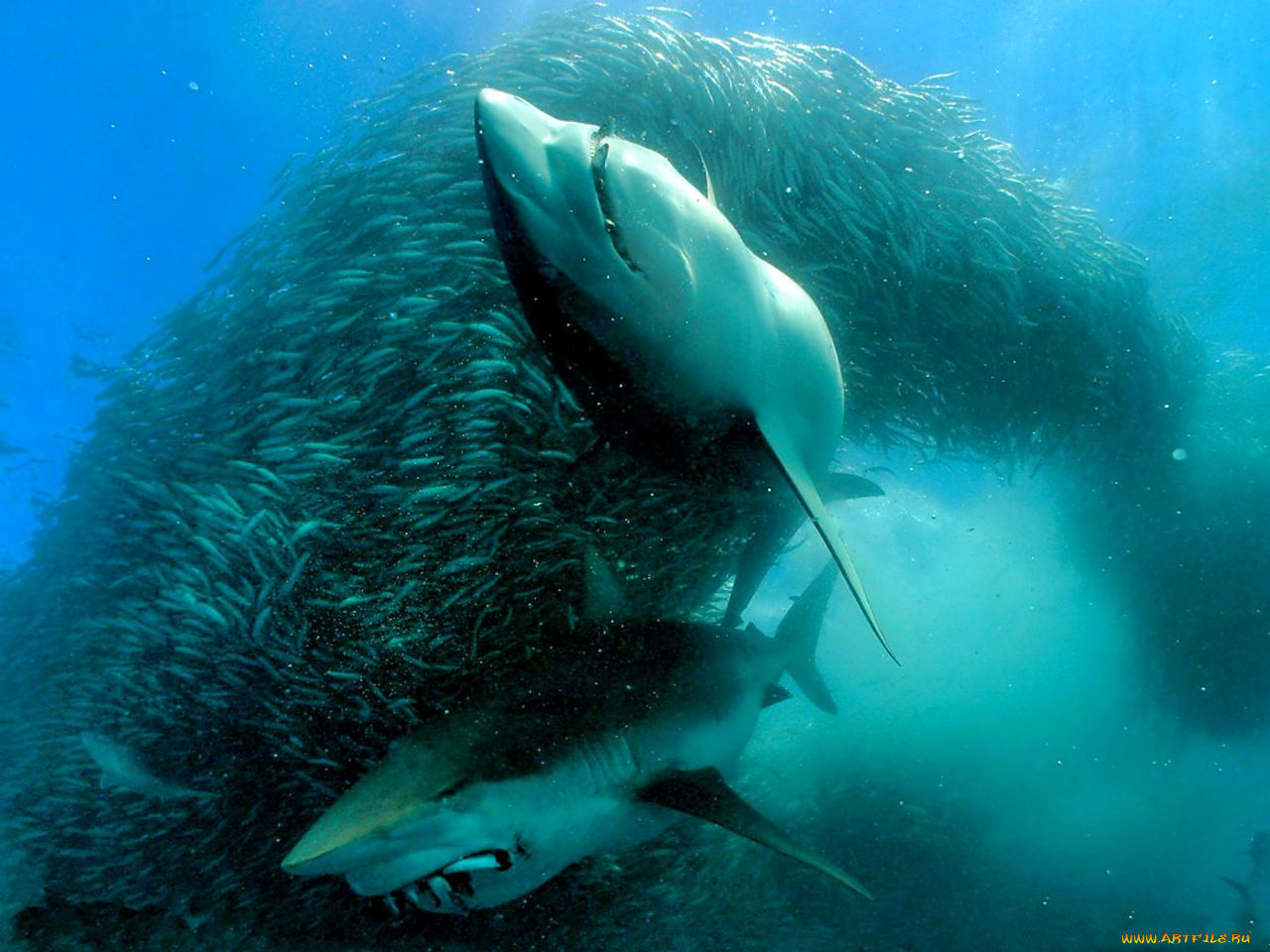 животные, акулы