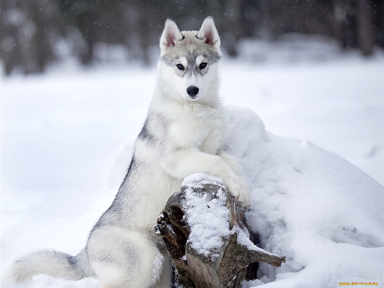 животные, собаки