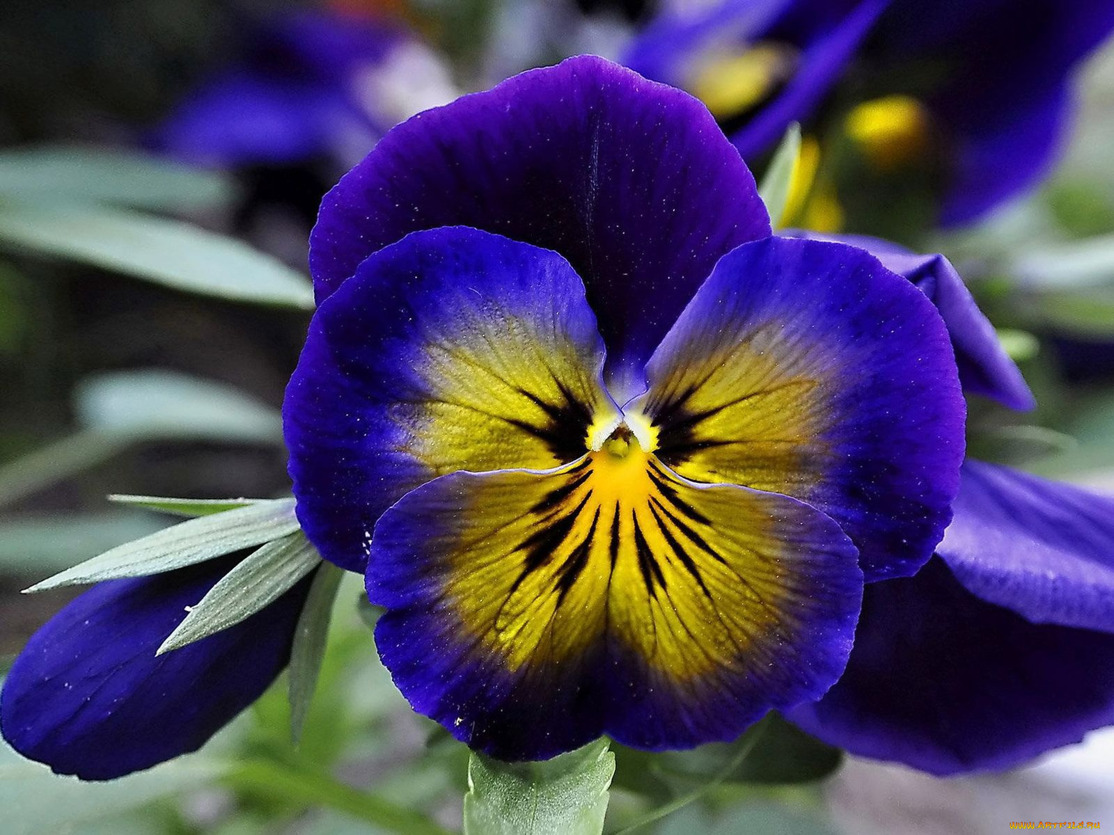 цветы, анютины, глазки, садовые, фиалки