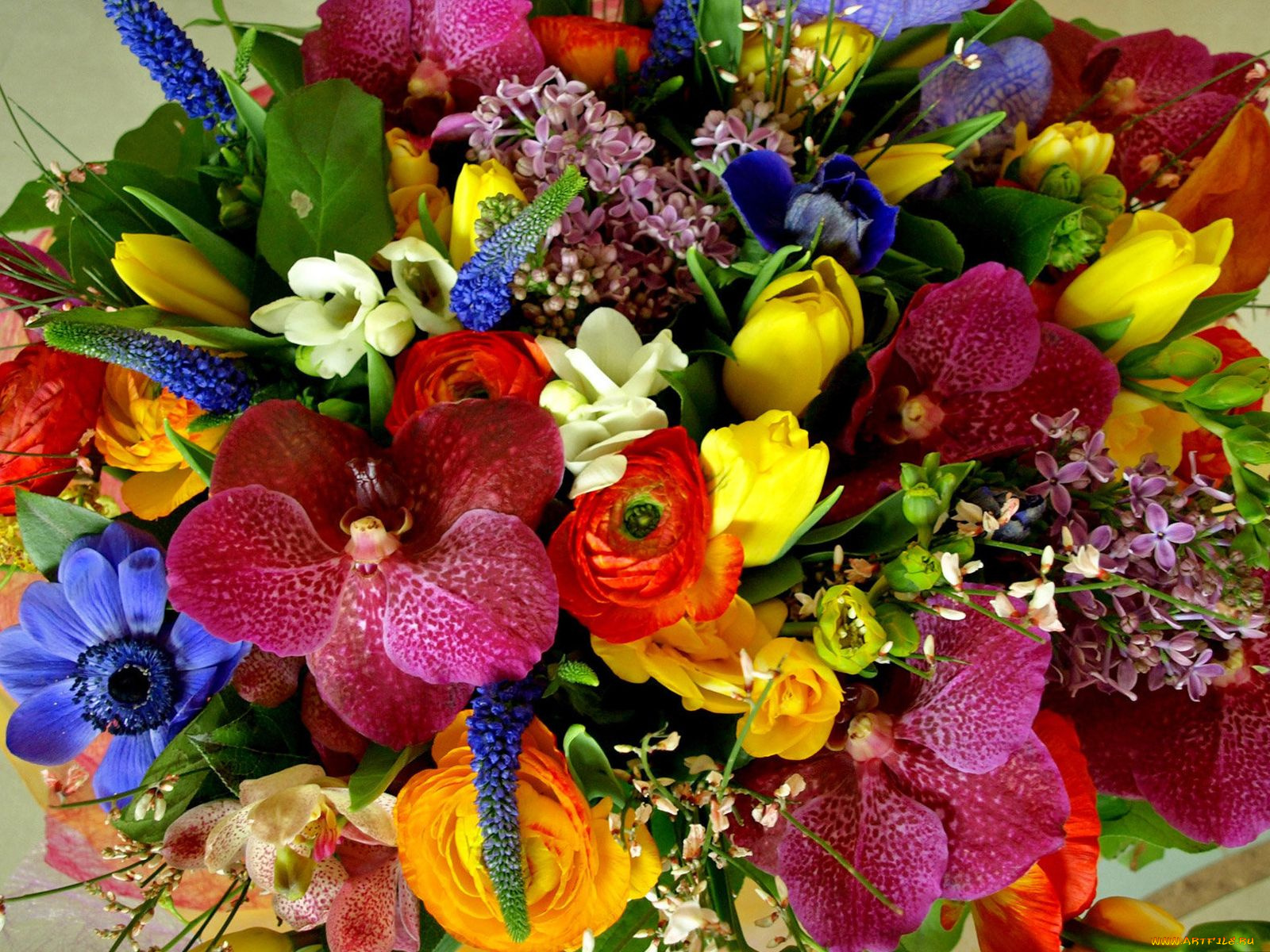 цветы, букеты, композиции