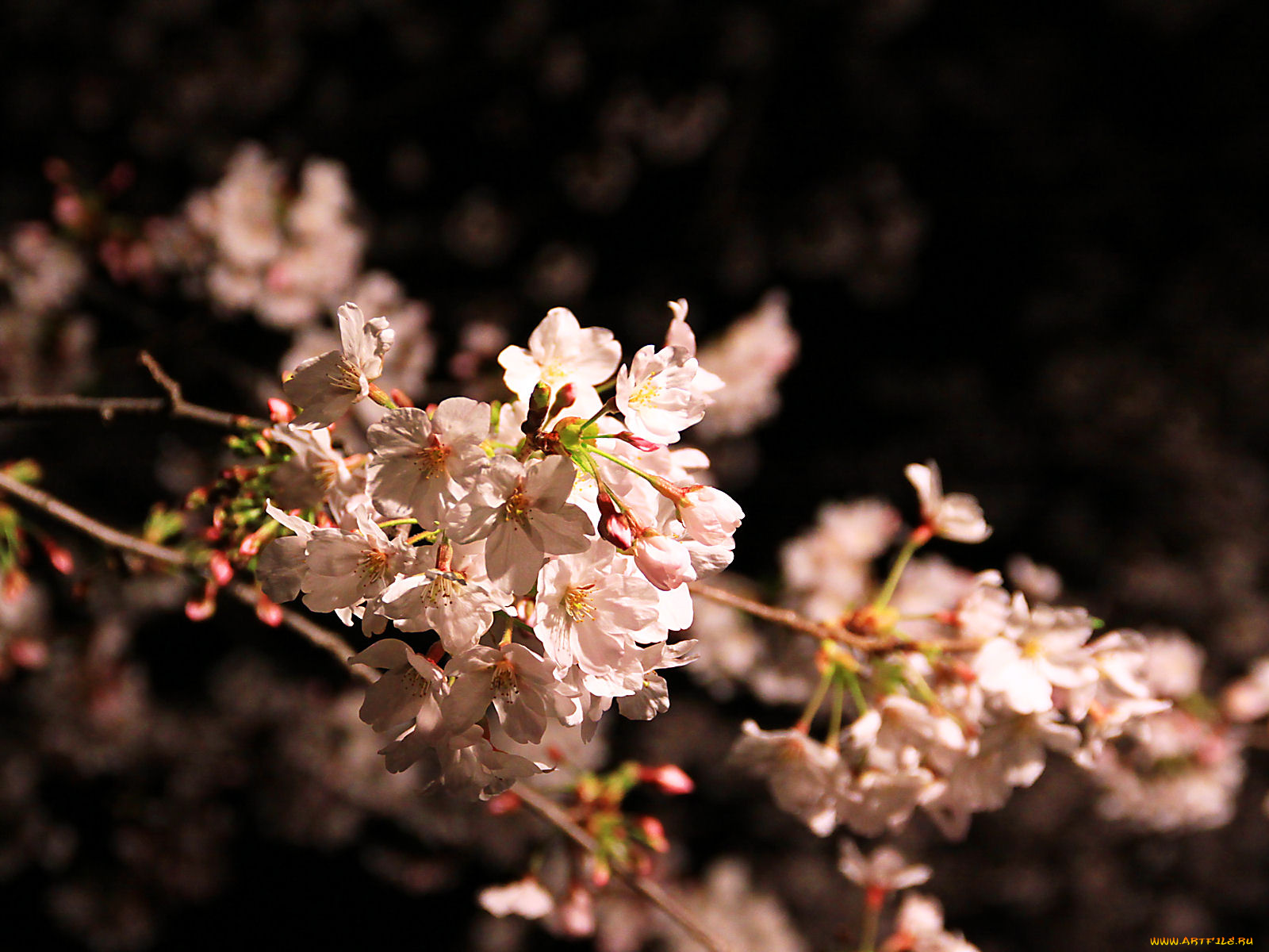 цветы, цветущие, деревья, кустарники