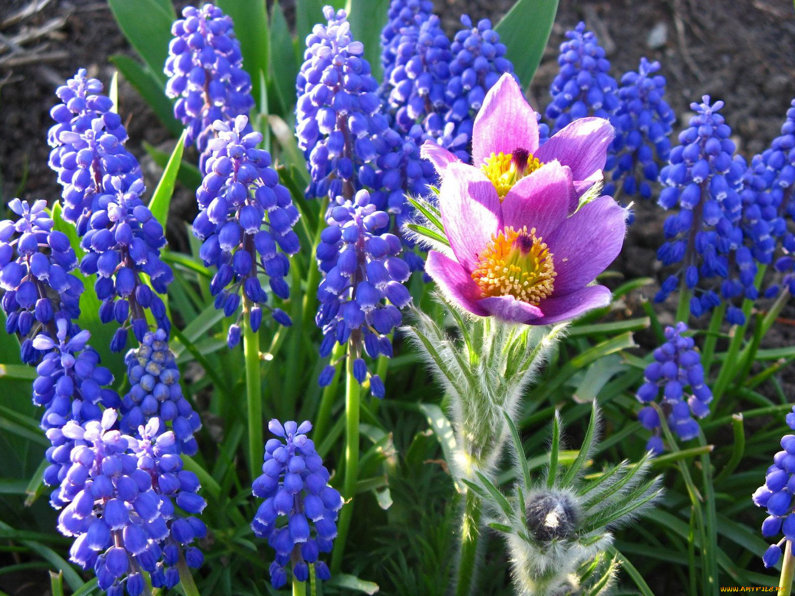 цветы, разные, вместе