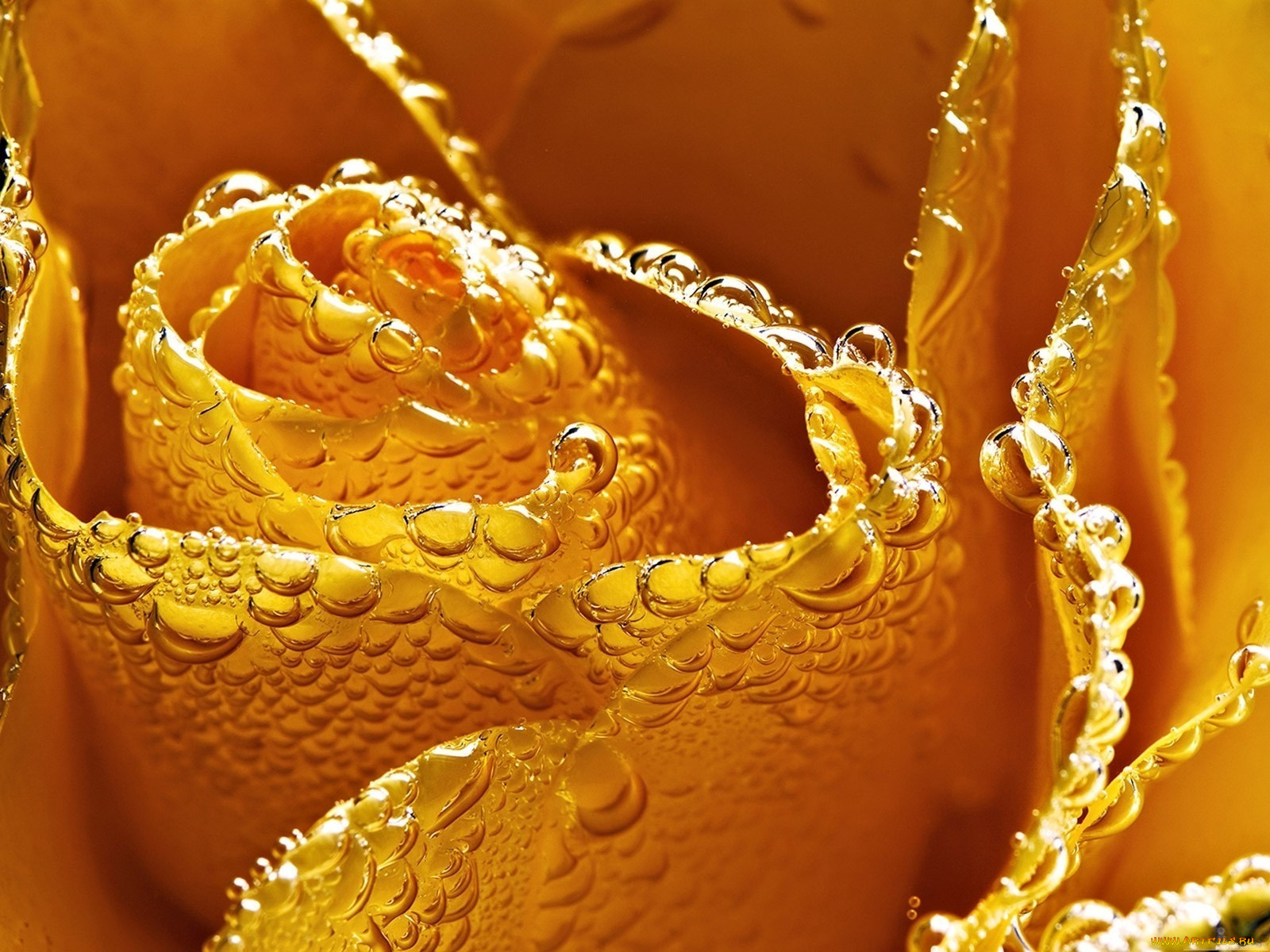 цветы, розы