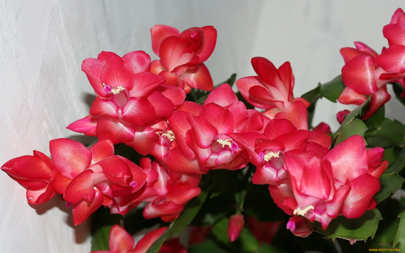 цветы, кактусы