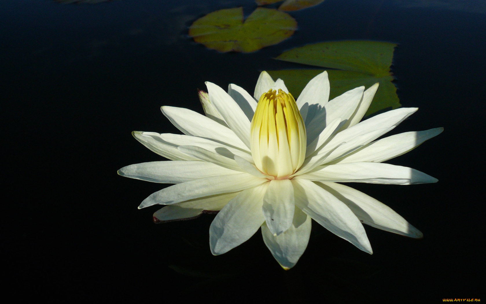 цветы, лилии, водяные, нимфеи, кувшинки