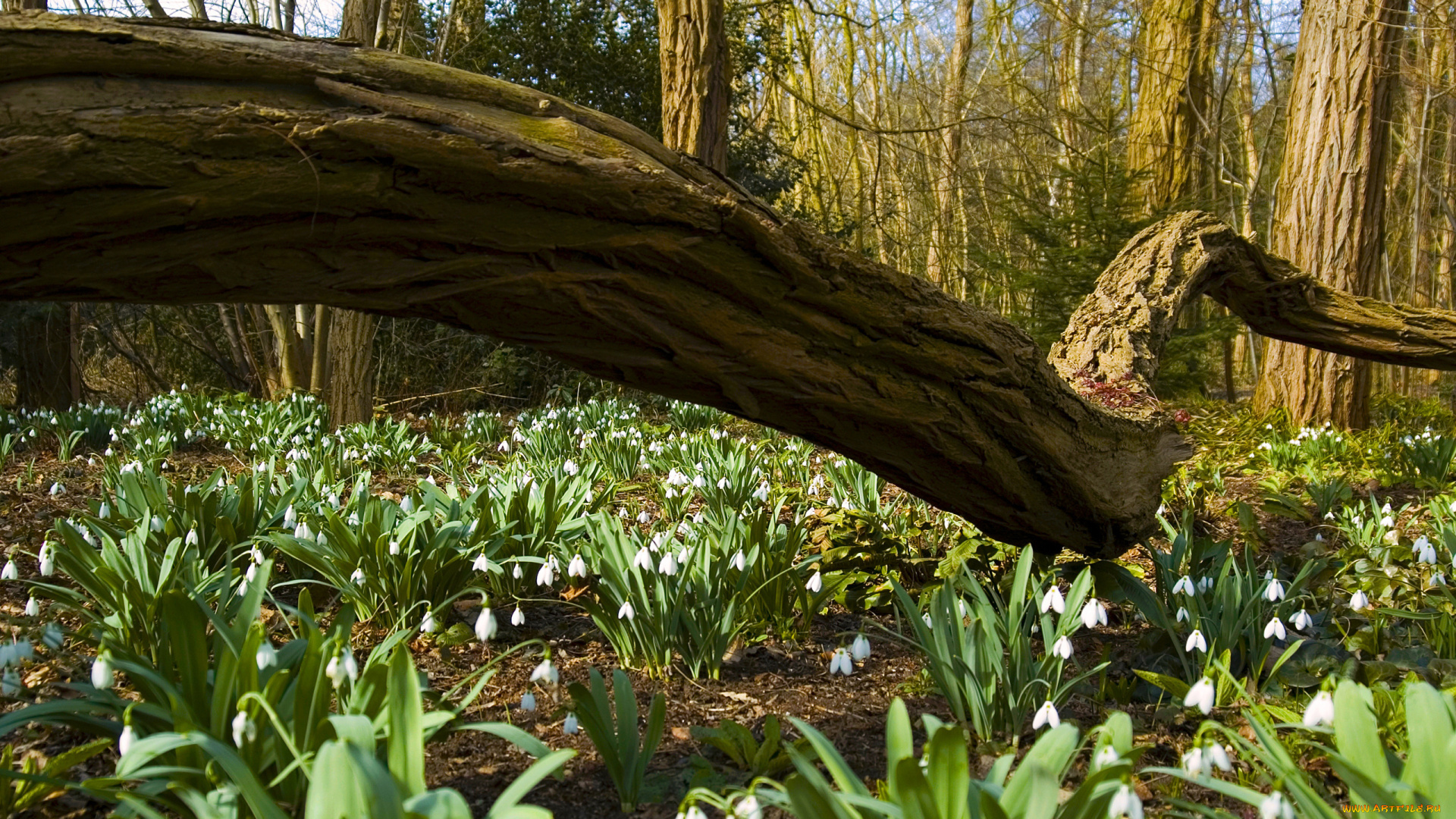 цветы, подснежники, белоцветник