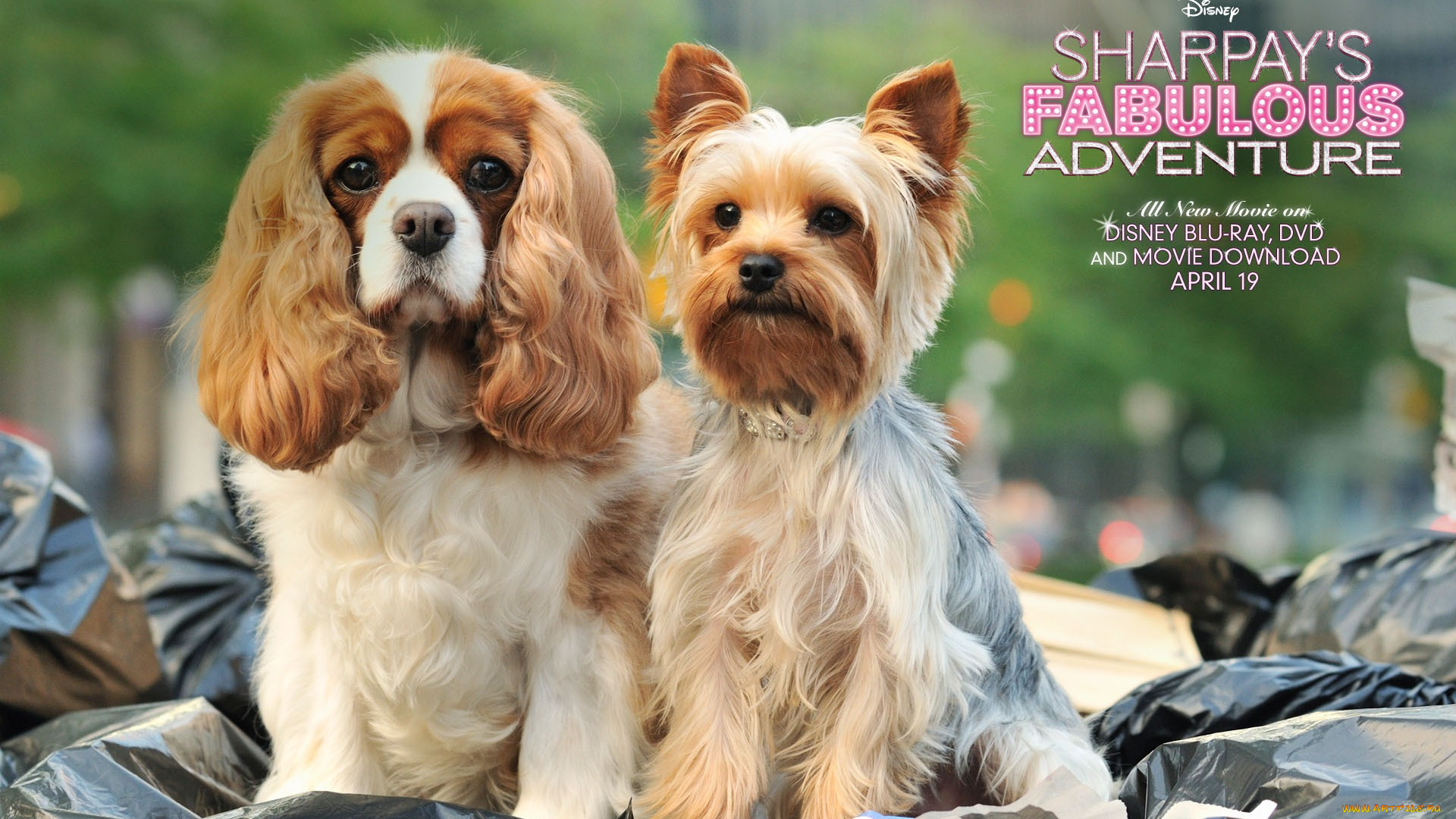 sharpay`s, fabulous, adventure, кино, фильмы