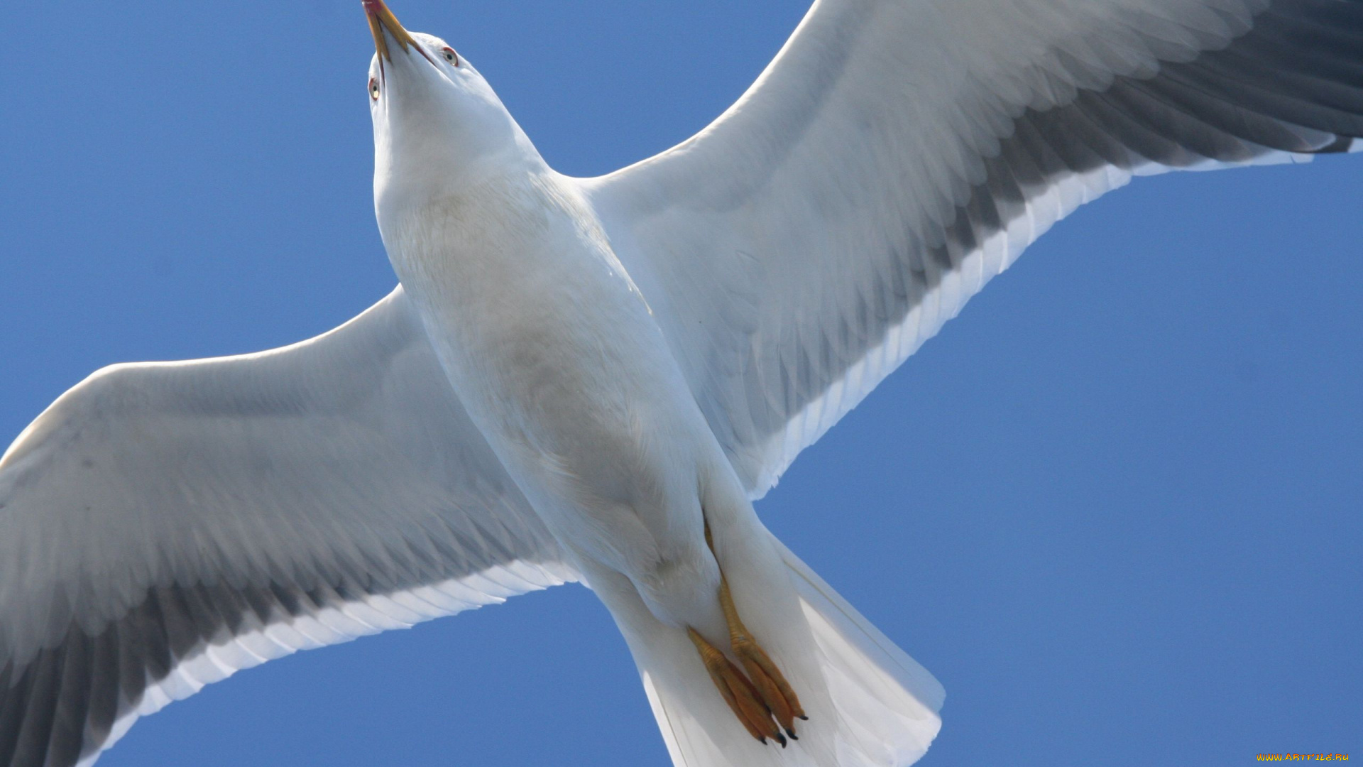 животные, Чайки, бакланы, крачки