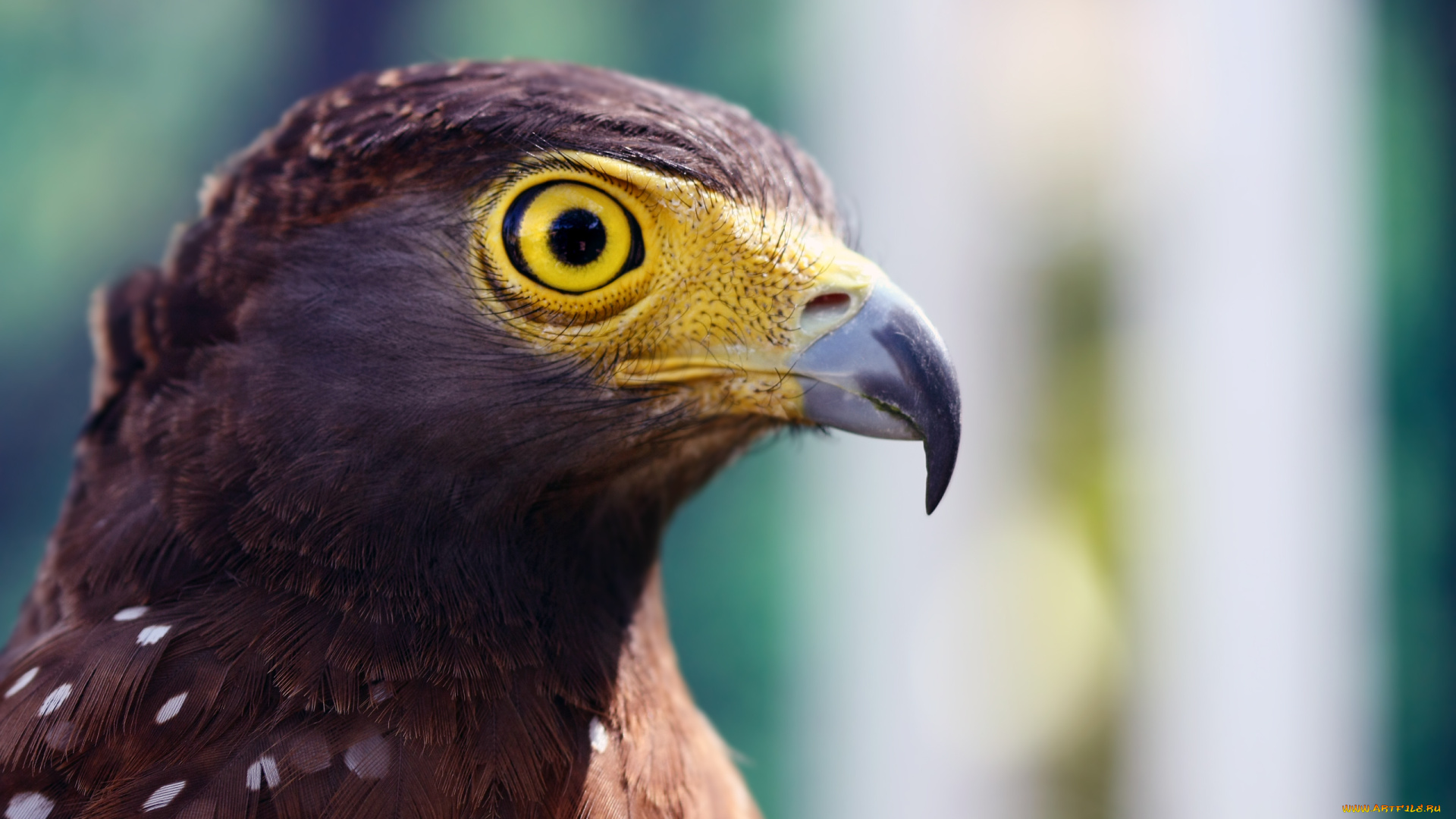 животные, птицы, хищники