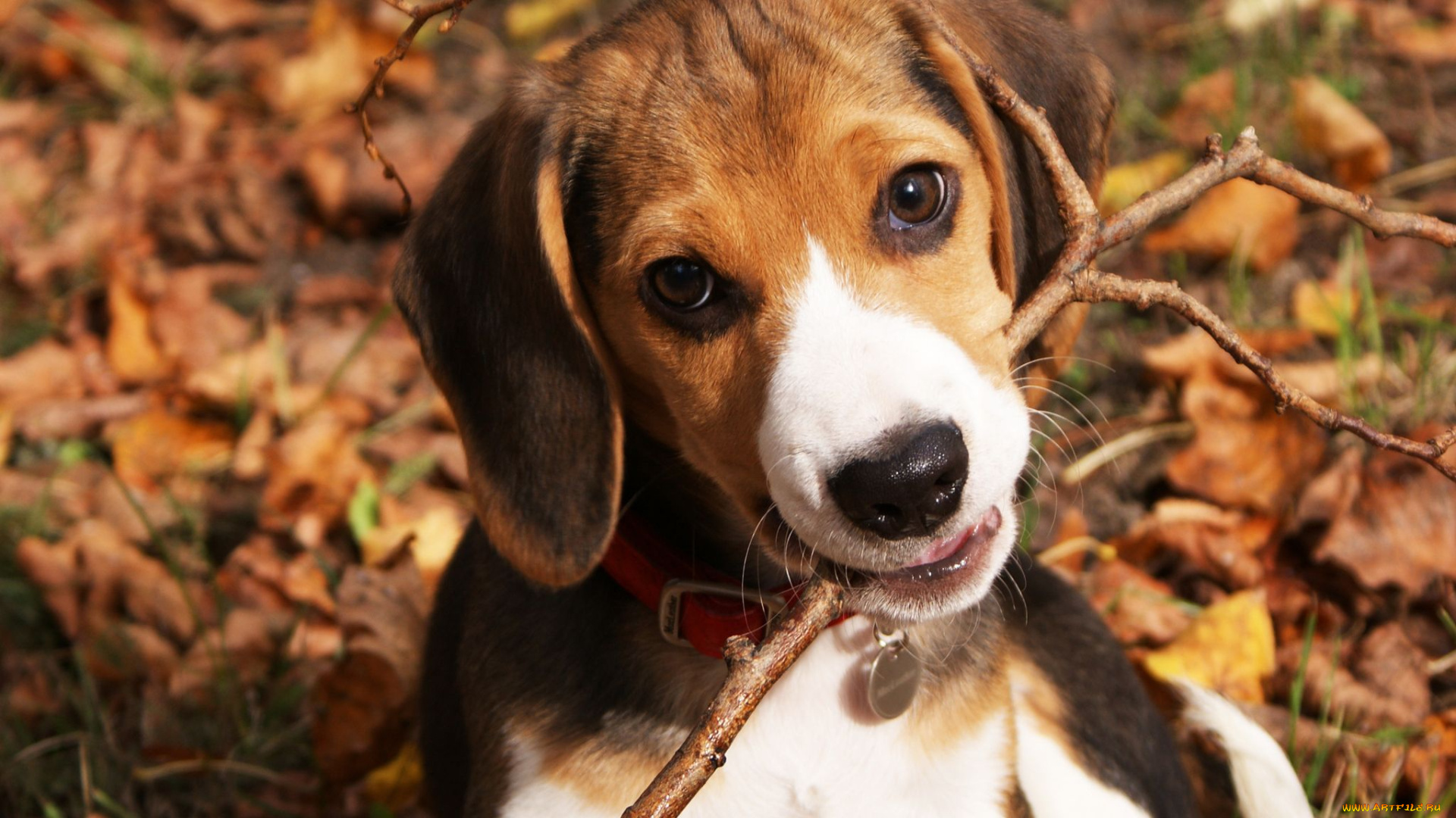 животные, собаки