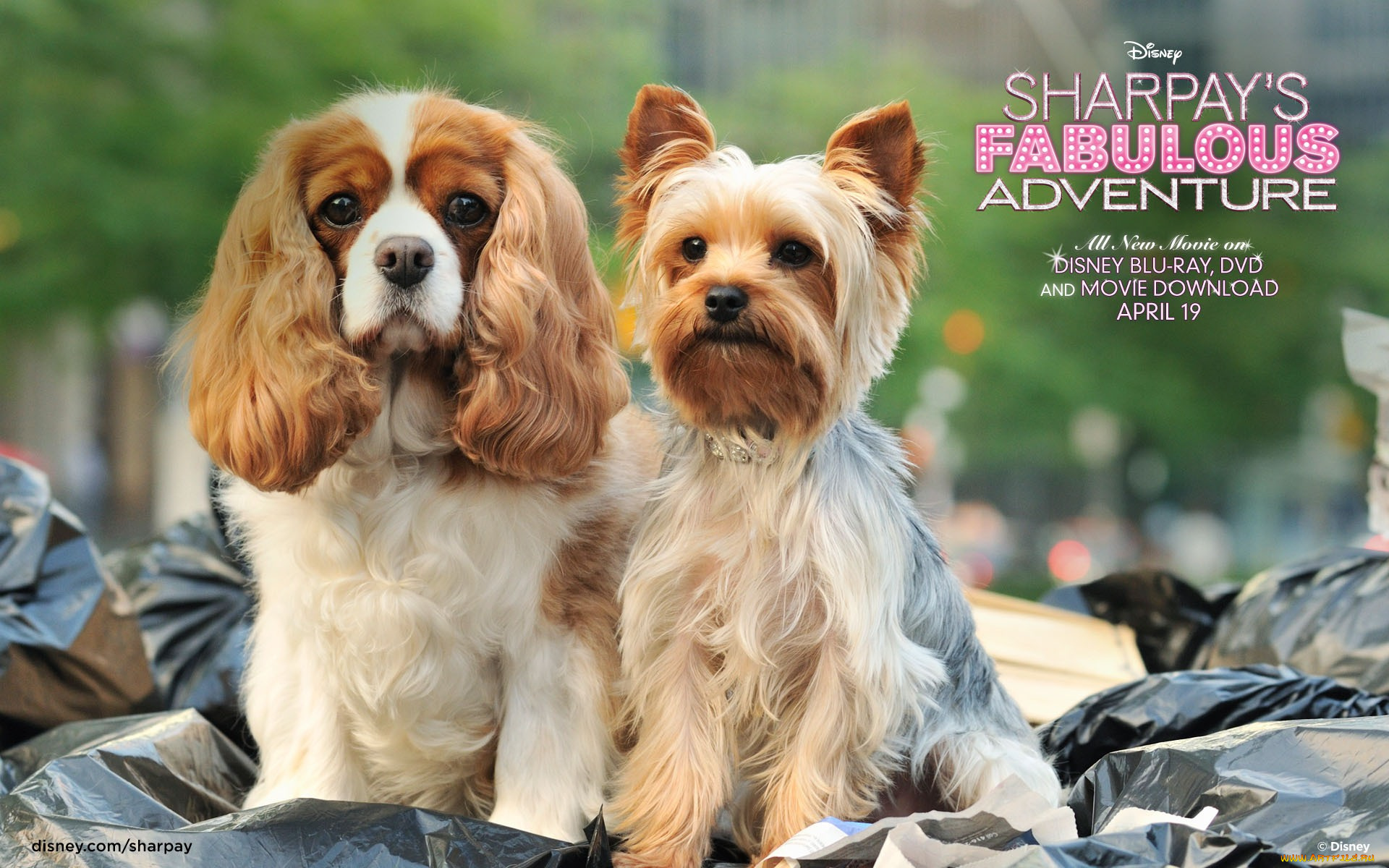 sharpay`s, fabulous, adventure, кино, фильмы