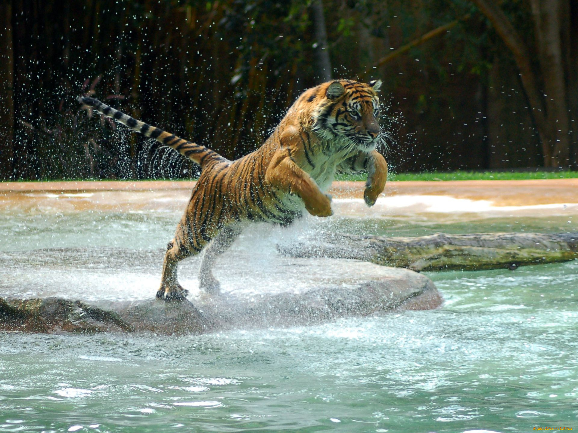 животные, тигры