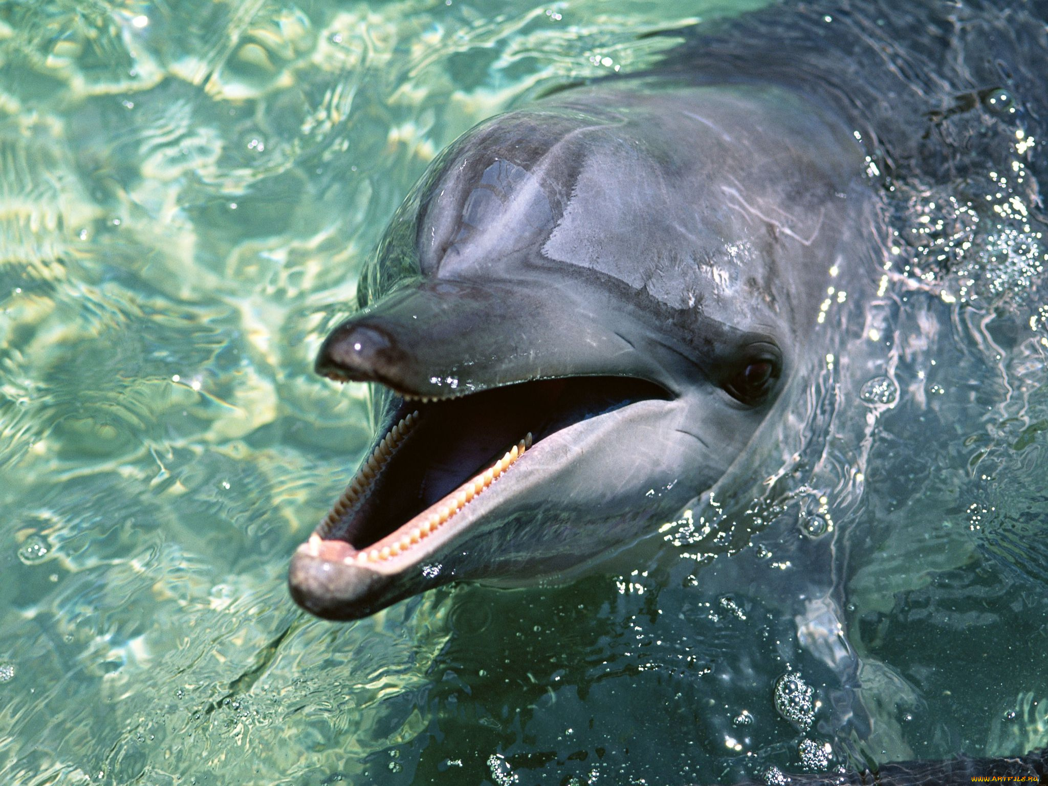 животные, дельфины