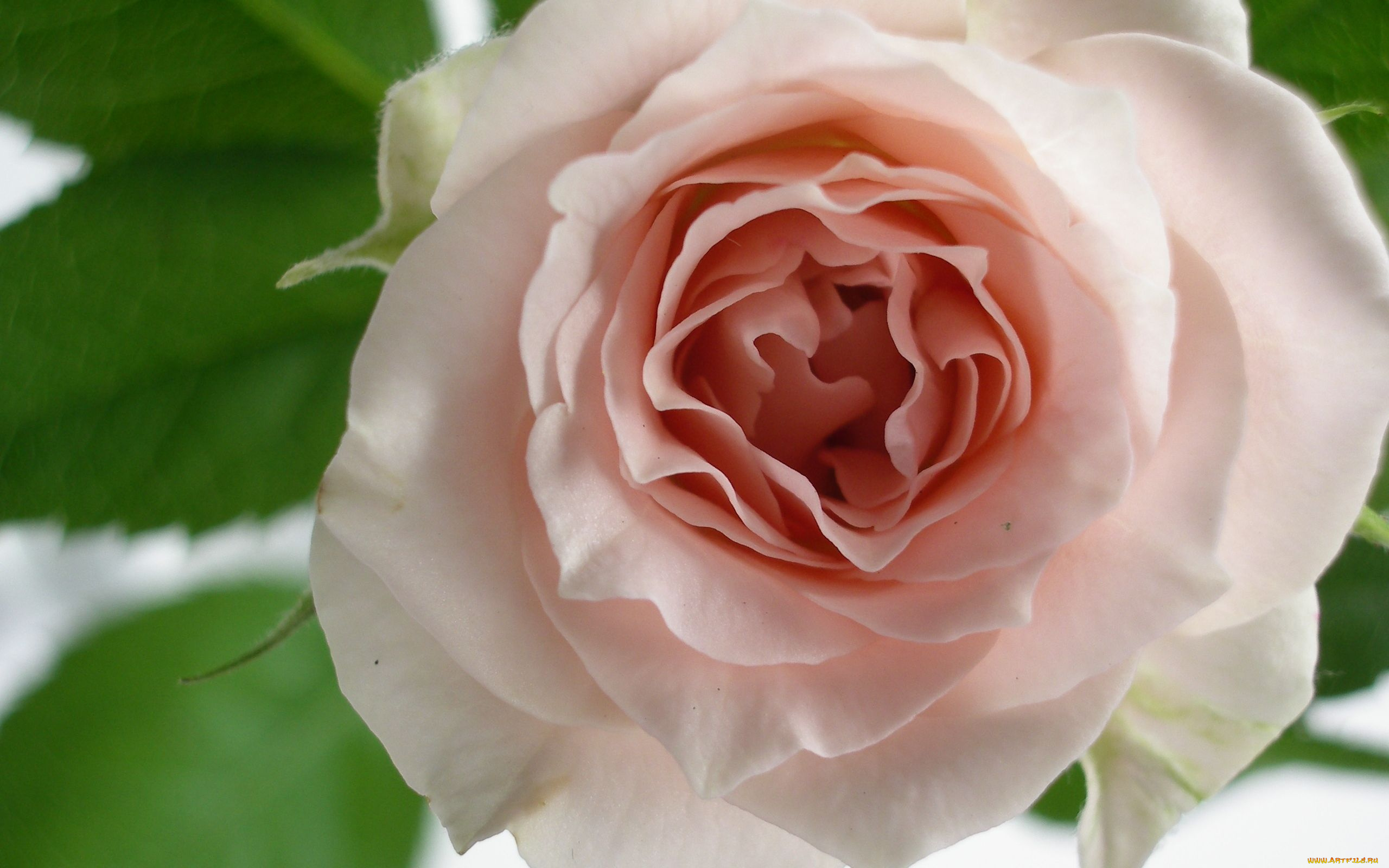 цветы, розы