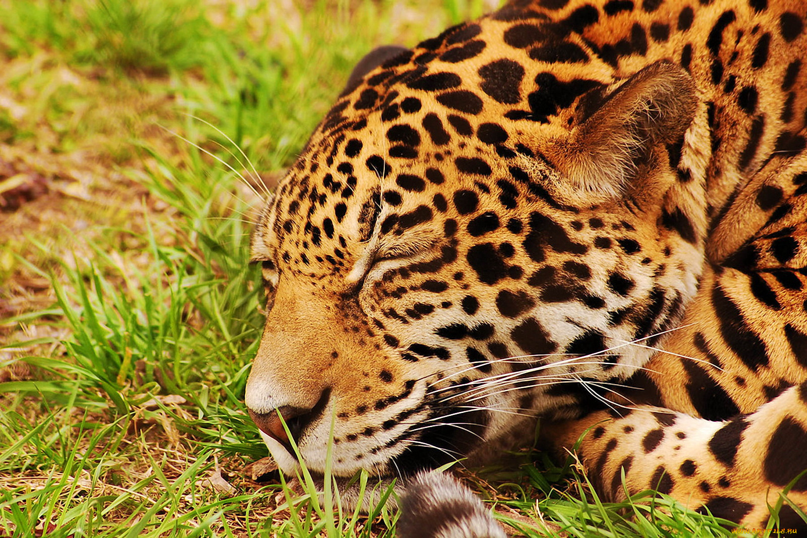 спящий, ягуар, животные, Ягуары, спит, морда