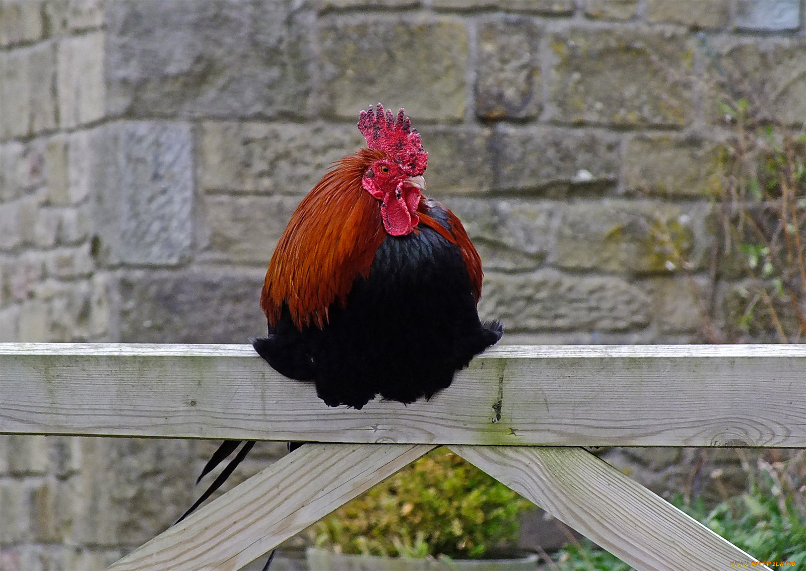 животные, куры, петухи, забор, петух