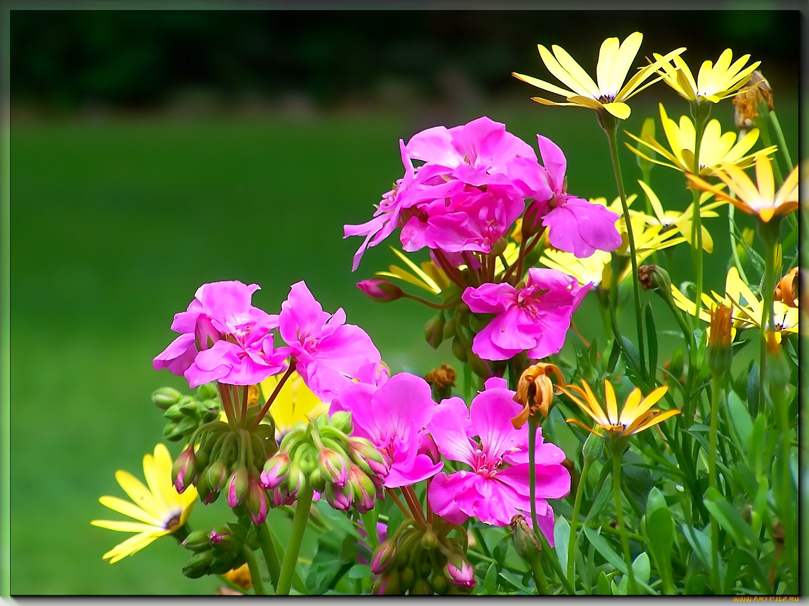 цветы, разные, вместе, желтые, красные