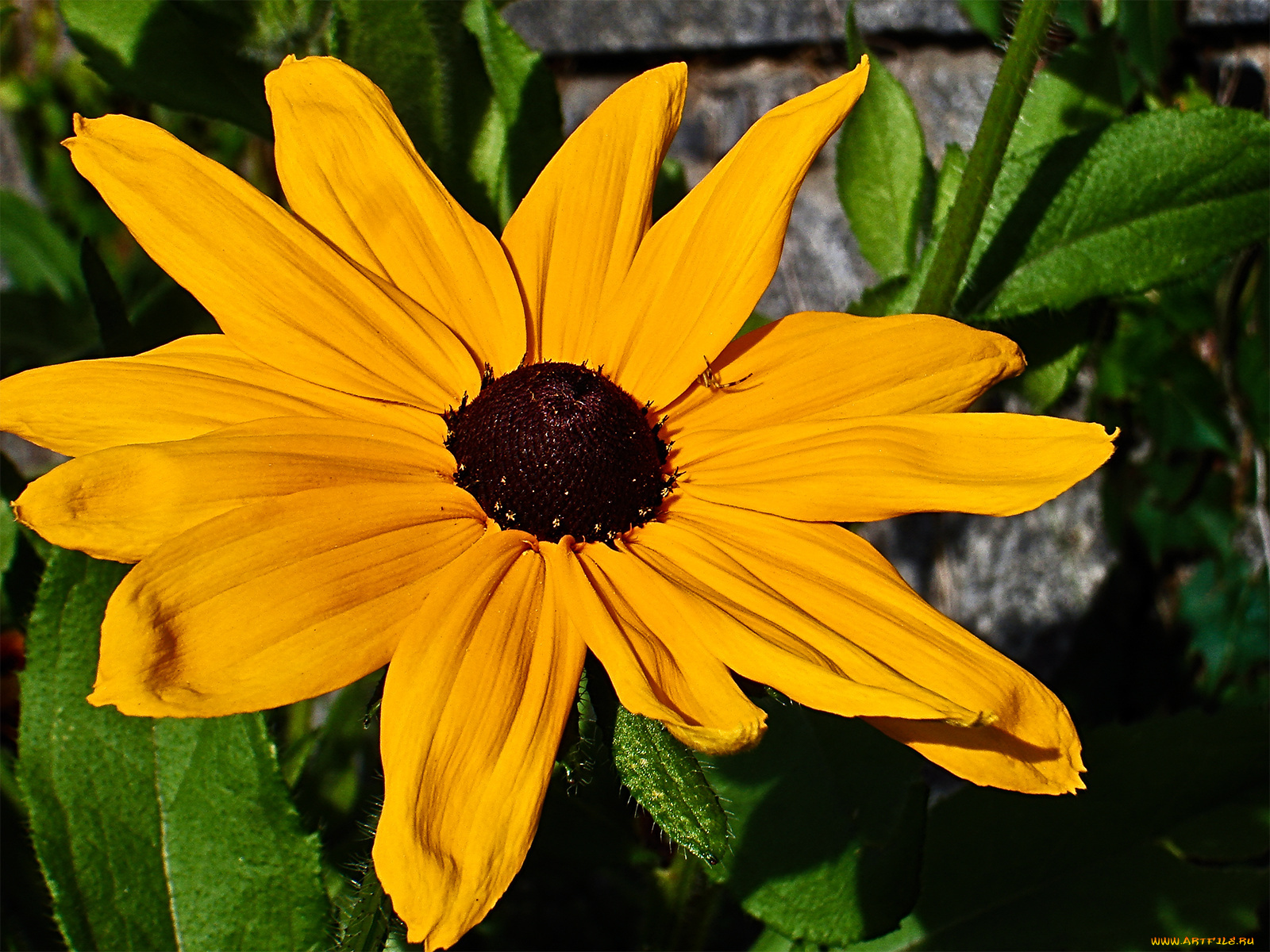 цветы, рудбекия, лепестки