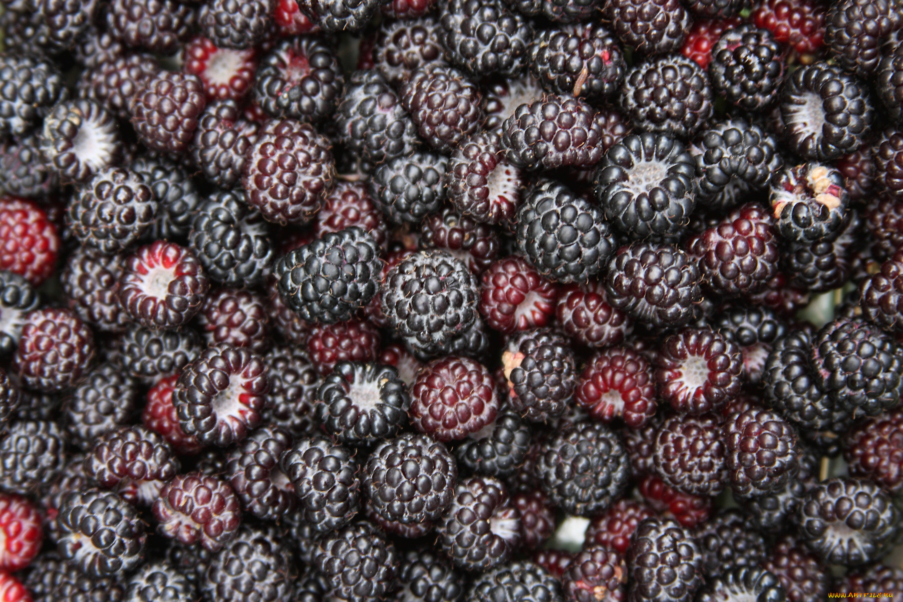 еда, ежевика