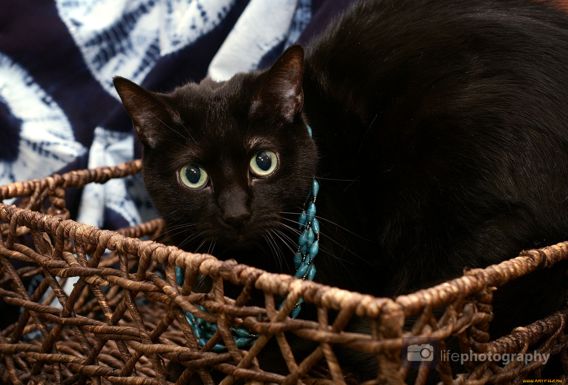 животные, коты, корзина, бусы