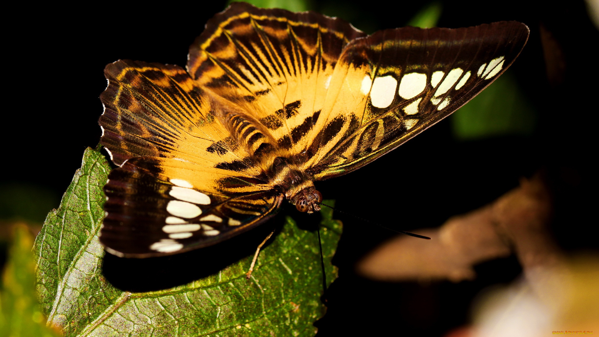 бабочка, на, листе, животные, бабочки, лист, полоски