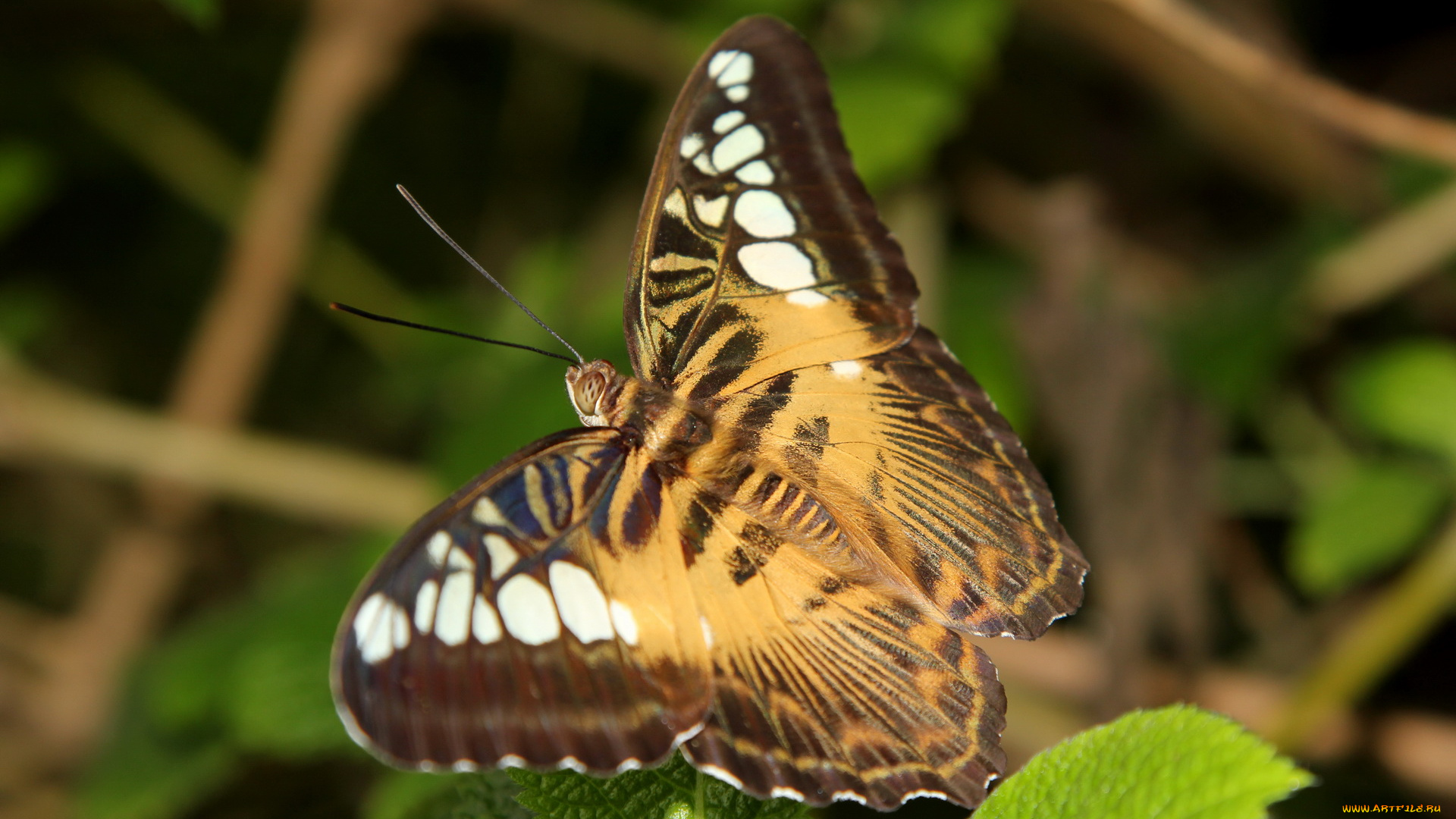 бабочка, животные, бабочки, полоски