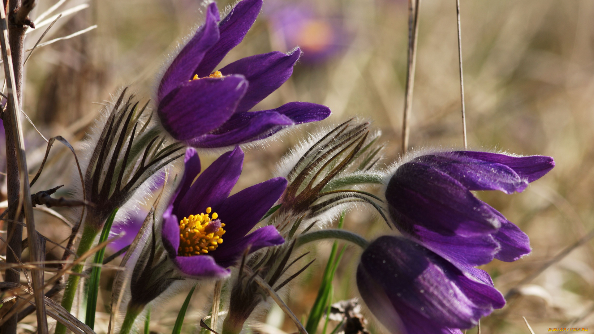 цветы, анемоны, адонисы, прострел, сон-трава, ветреница
