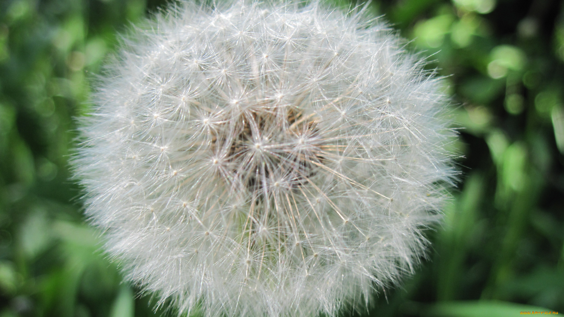 цветы, одуванчики, одуванчик, зеленый, фон