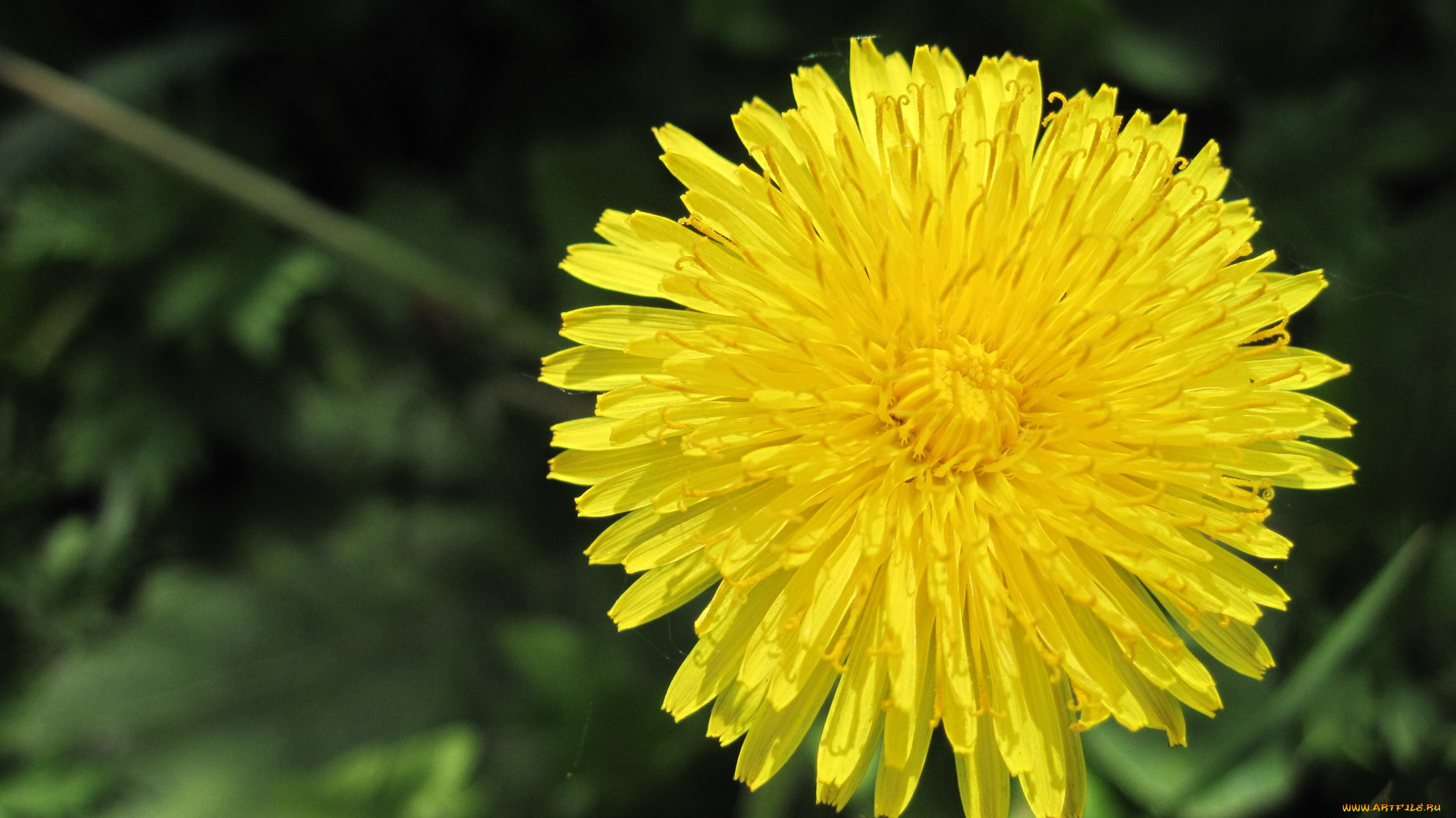 цветы, одуванчики, зеленый, фон, одуванчик