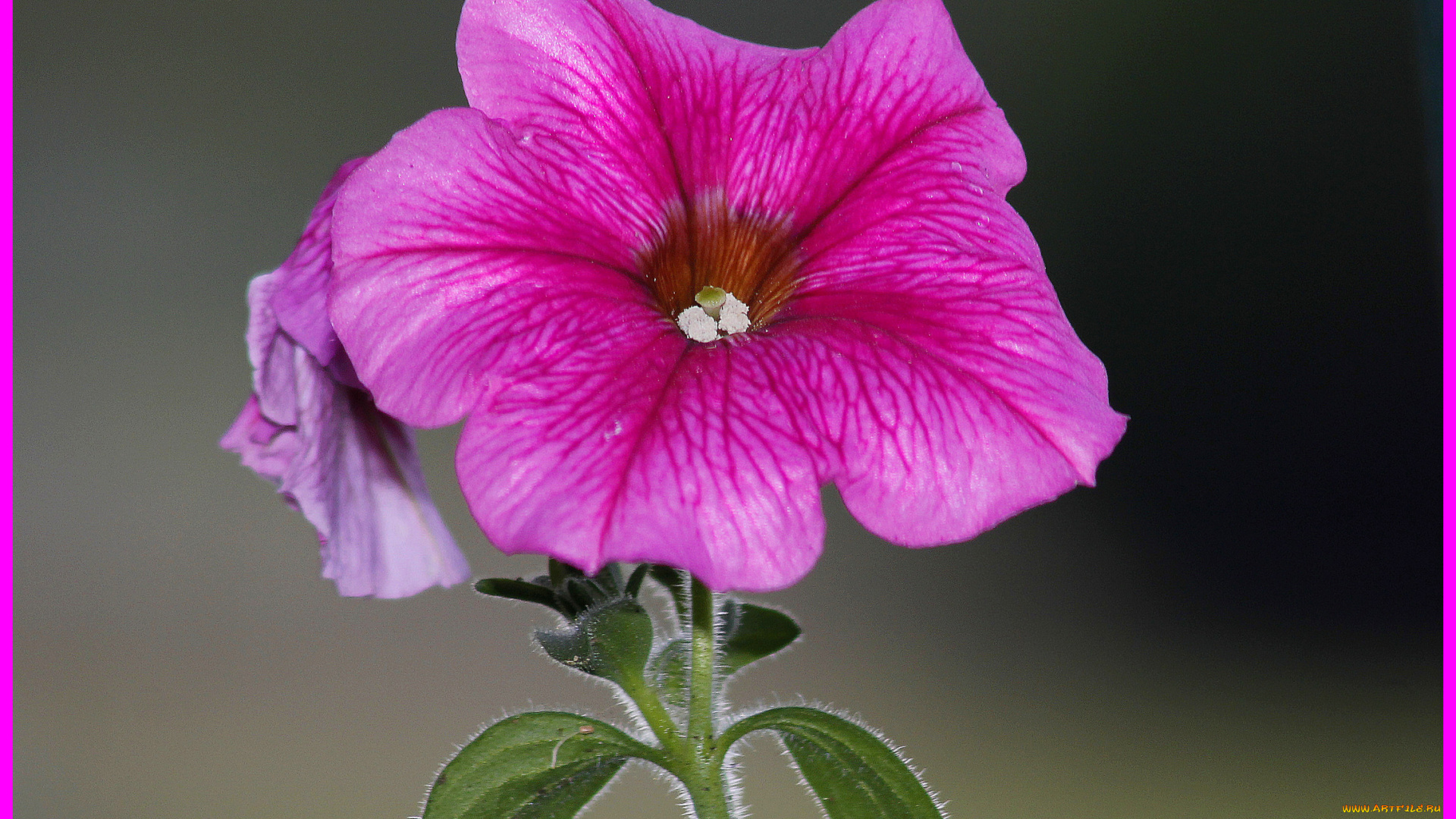 цветы, петунии, калибрахоа, цветок, лето