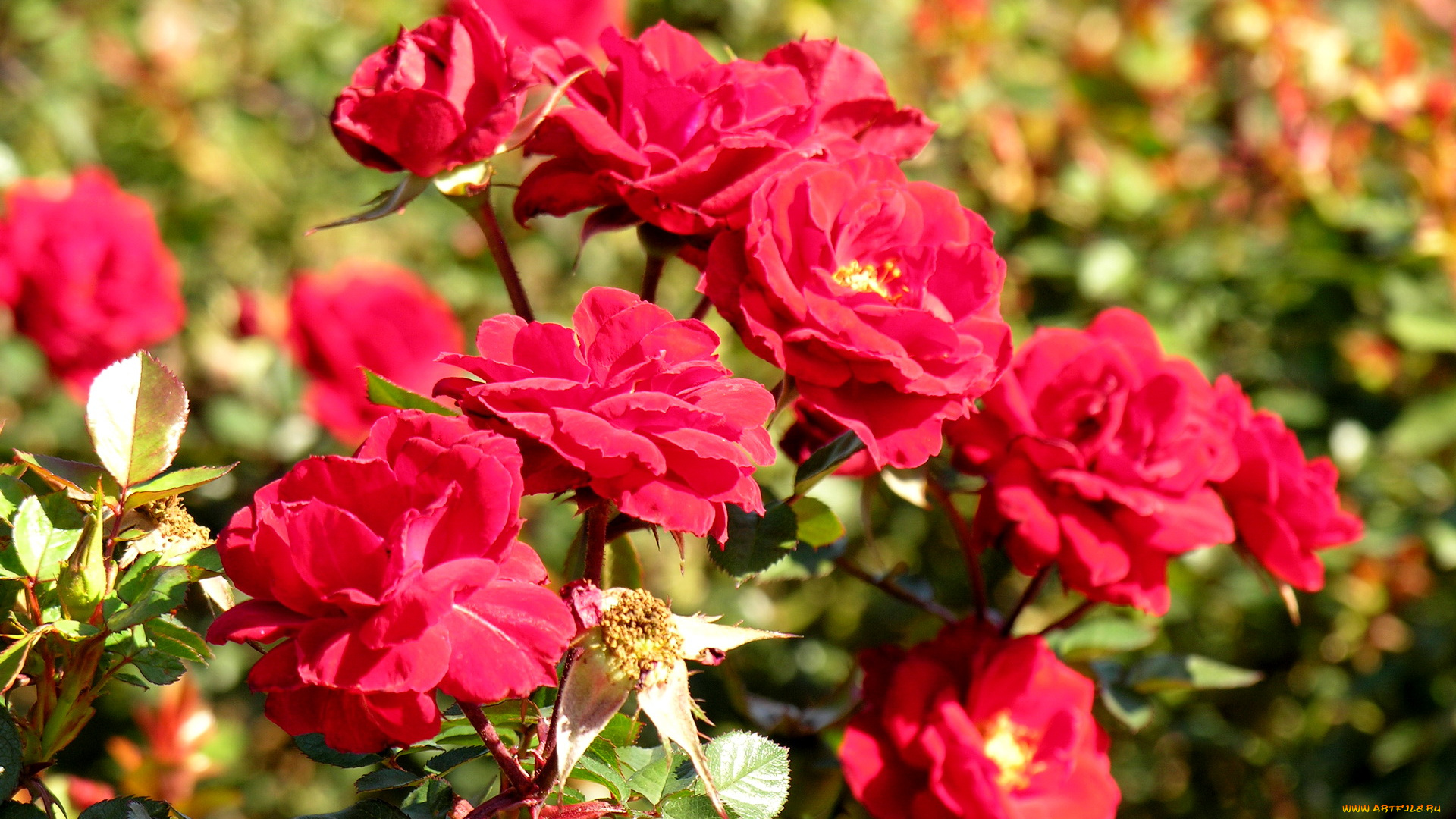 цветы, розы