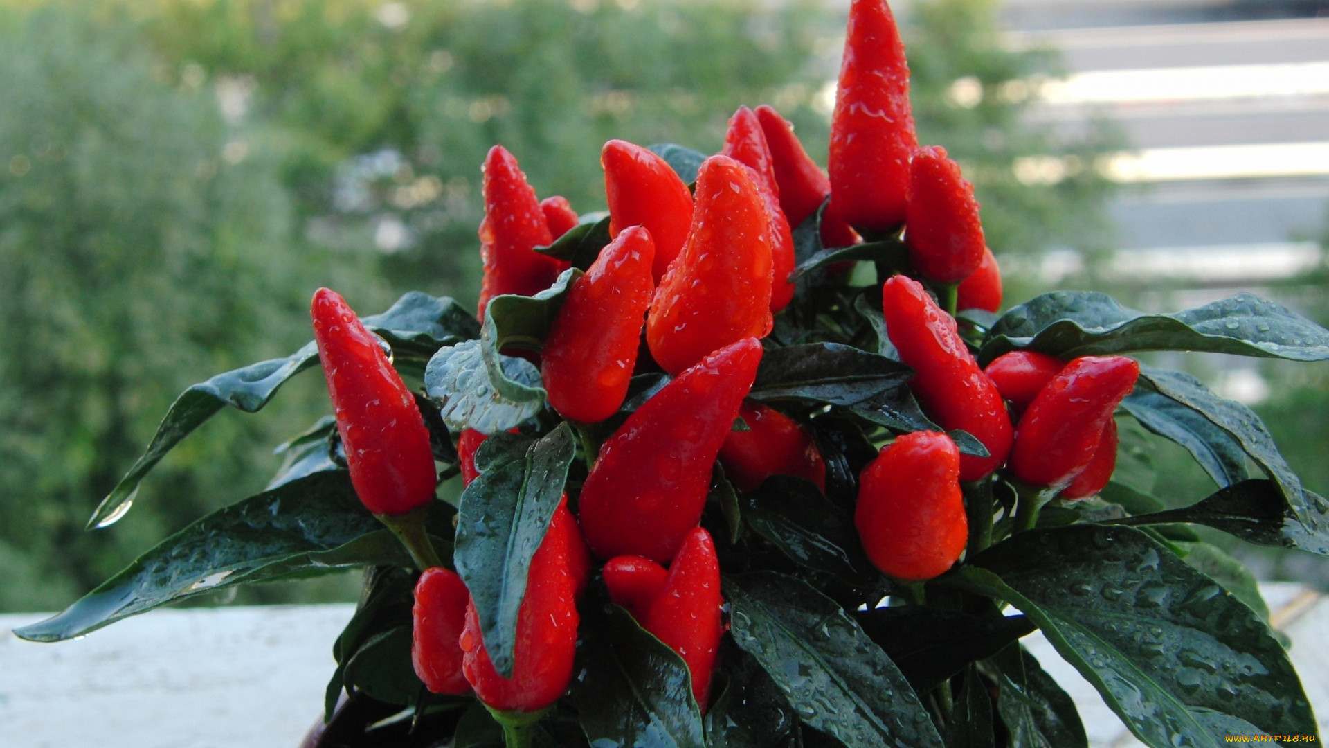 еда, перец, чили