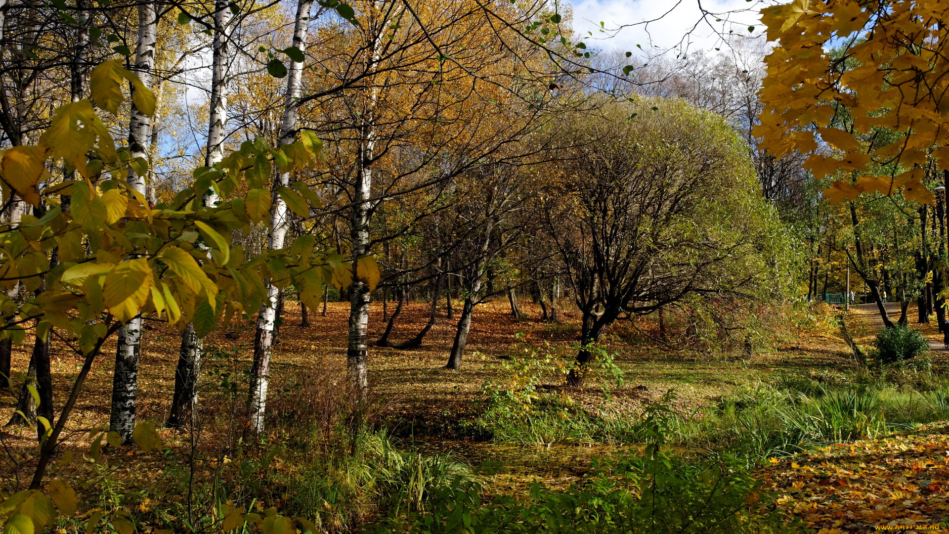 природа, парк, с, , петербург