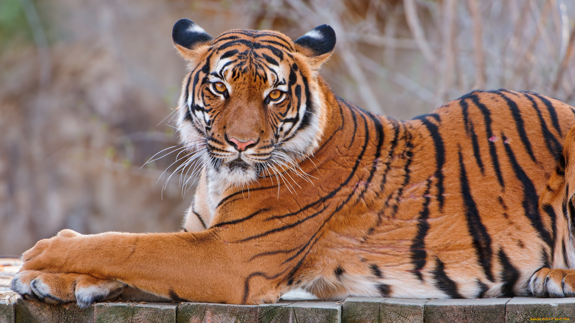 тигр, животные, тигры, профиль, взгляд, лежит