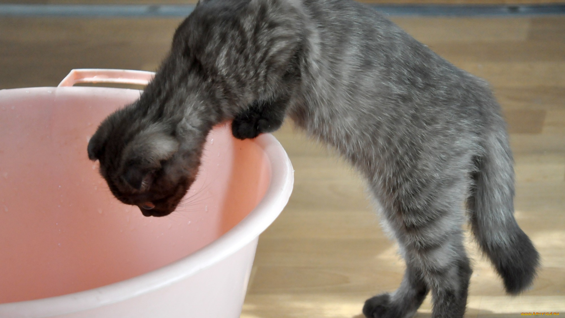 животные, коты, любопытство, скоттиш-фолд, котёнок, таз