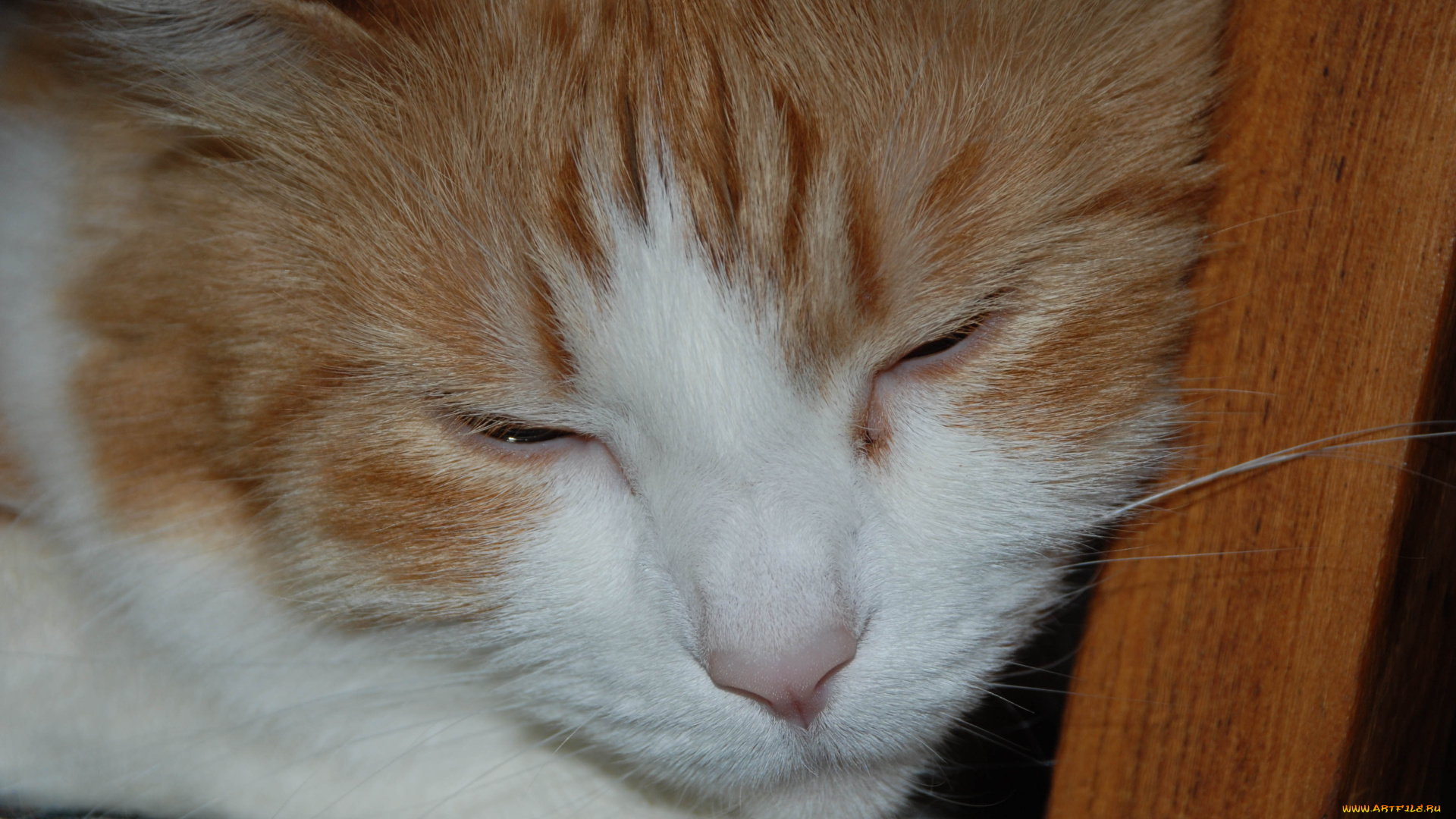 животные, коты, рыжий